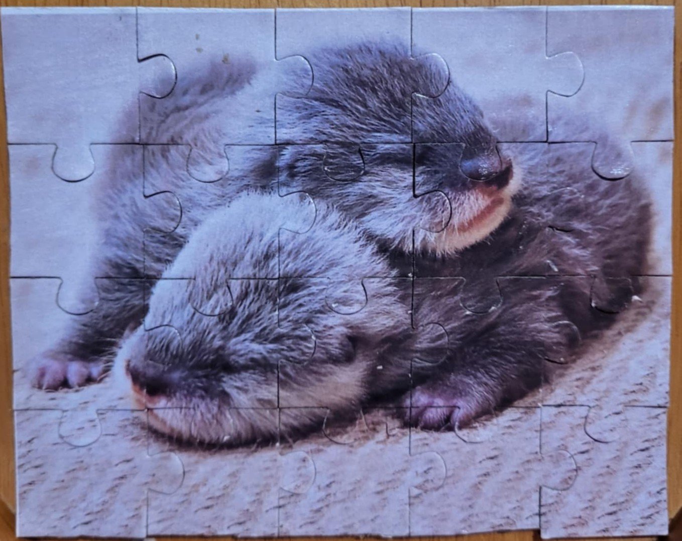baby otters.jpg