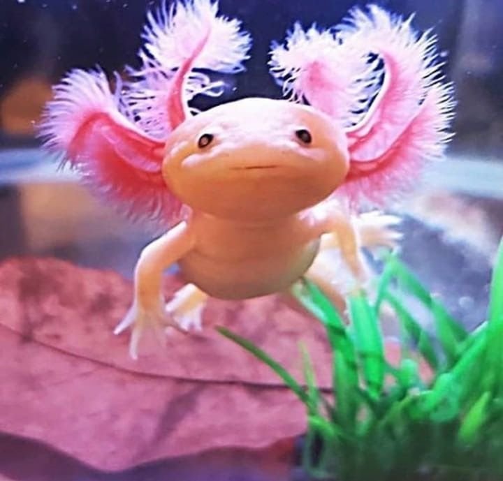 axolotl.jpg