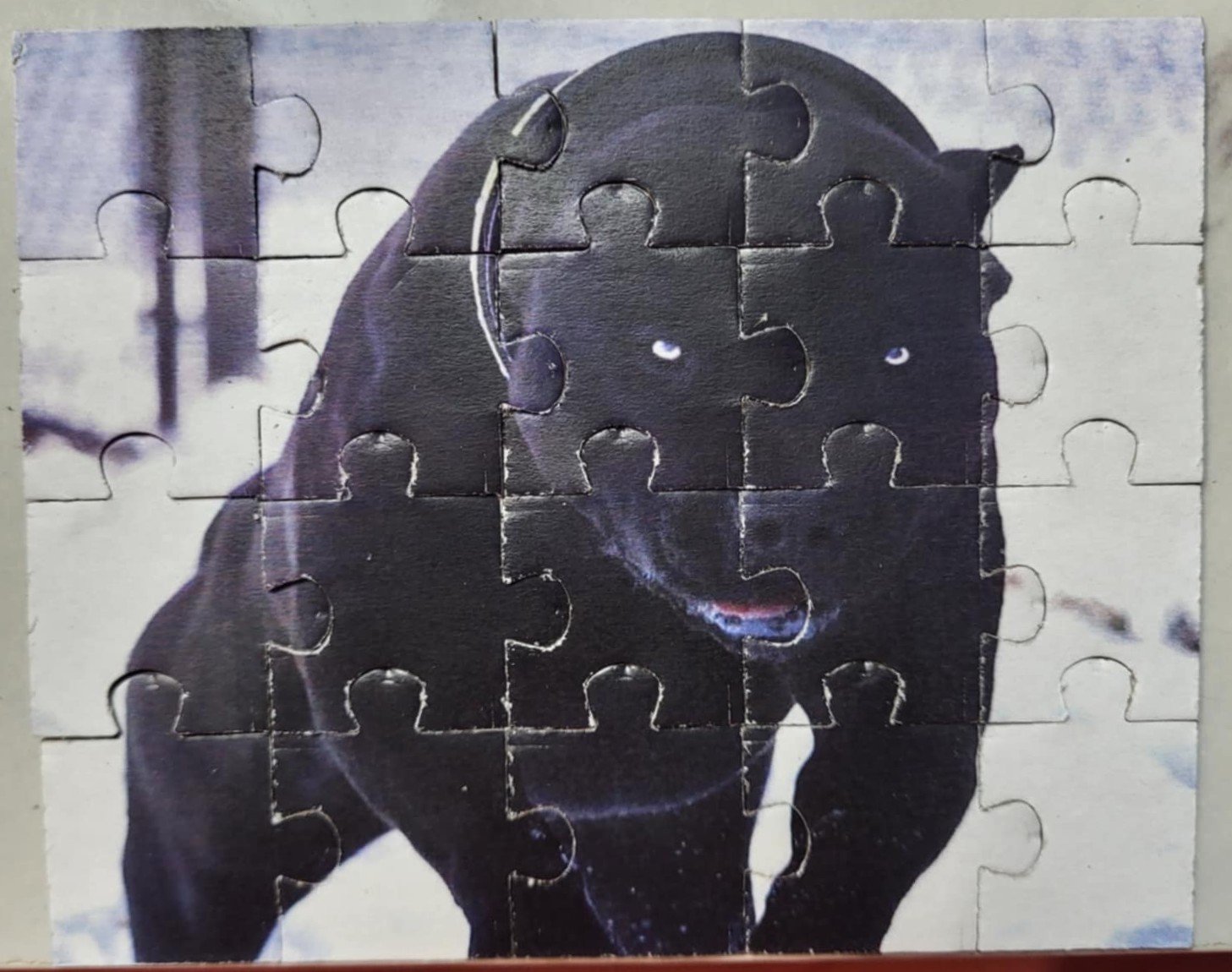 black pitty.jpg