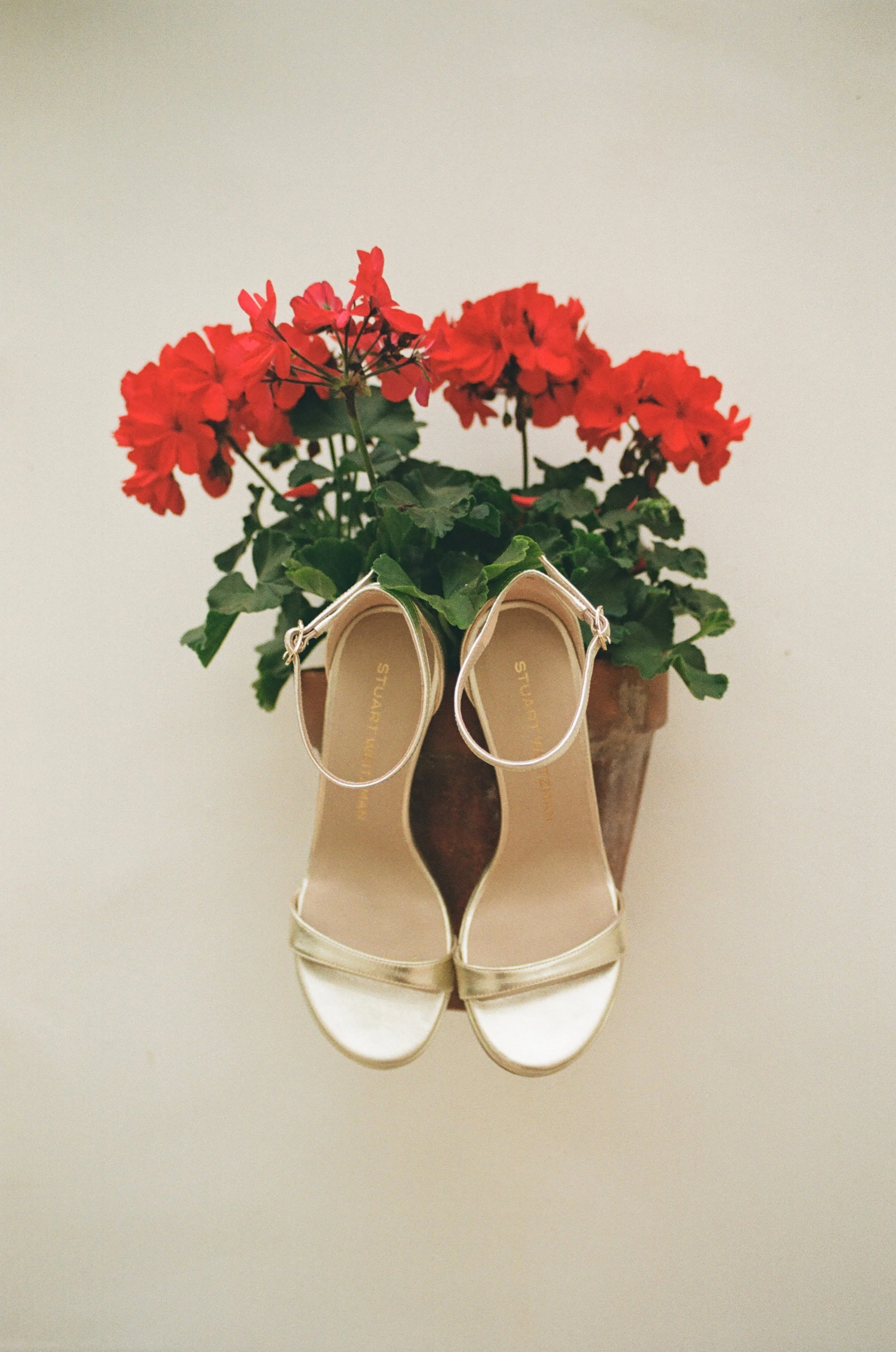 A pair of beige high-heeled shoes hanging upside down on a pot of red geranium flowers with green leaves against a plain light-colored wall.