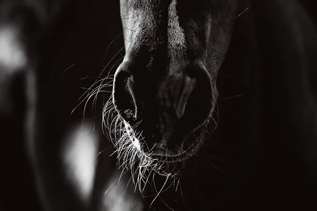 Nose.jpg