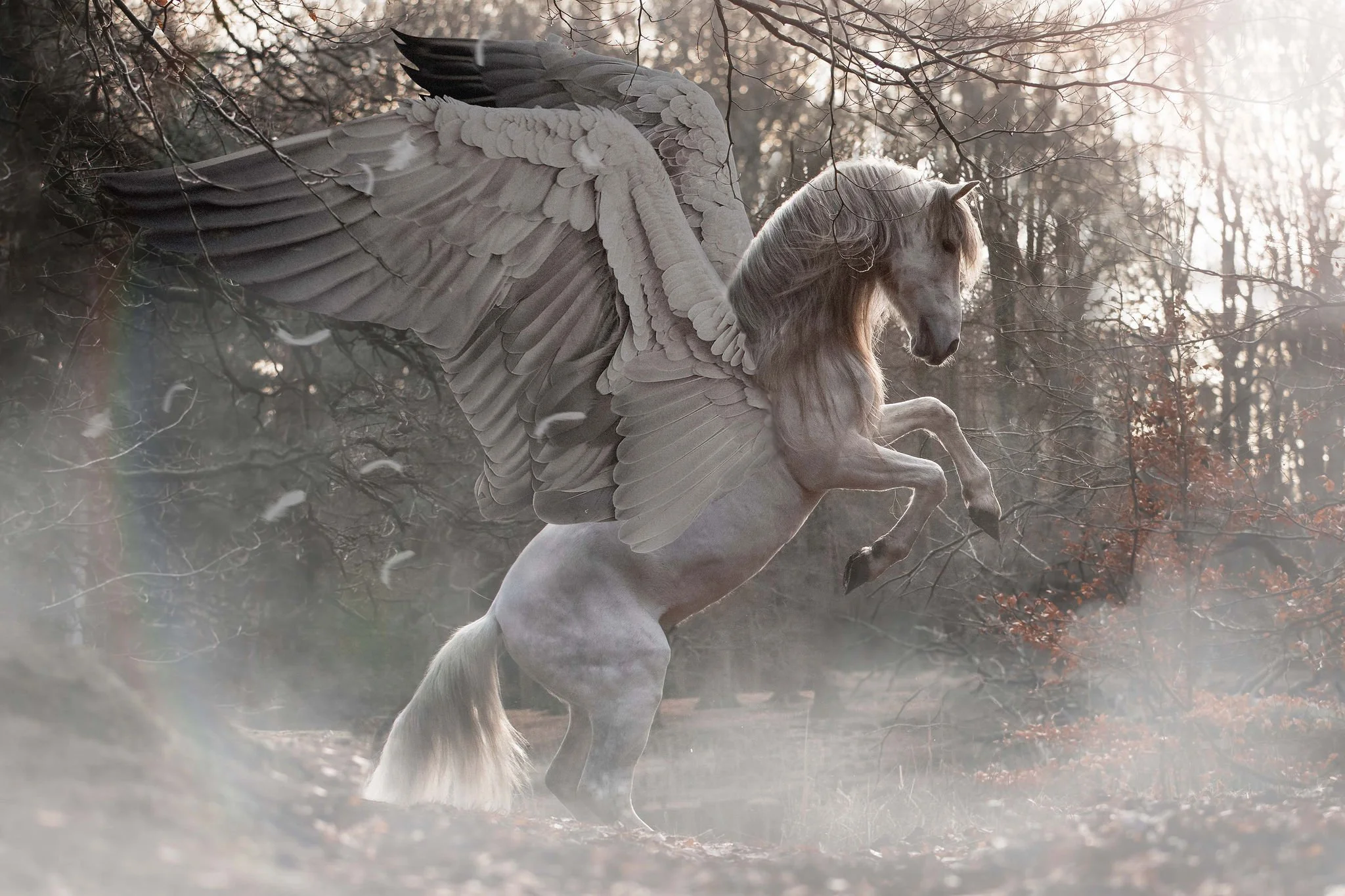 Pegasus.jpg