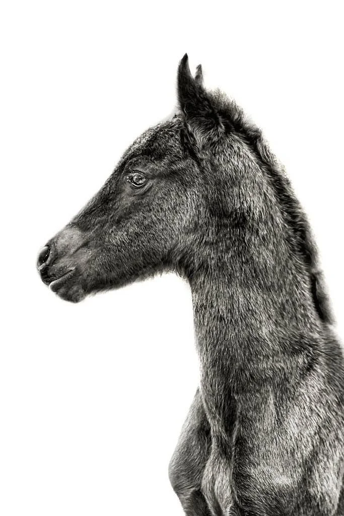 Friesian_Foal.jpg