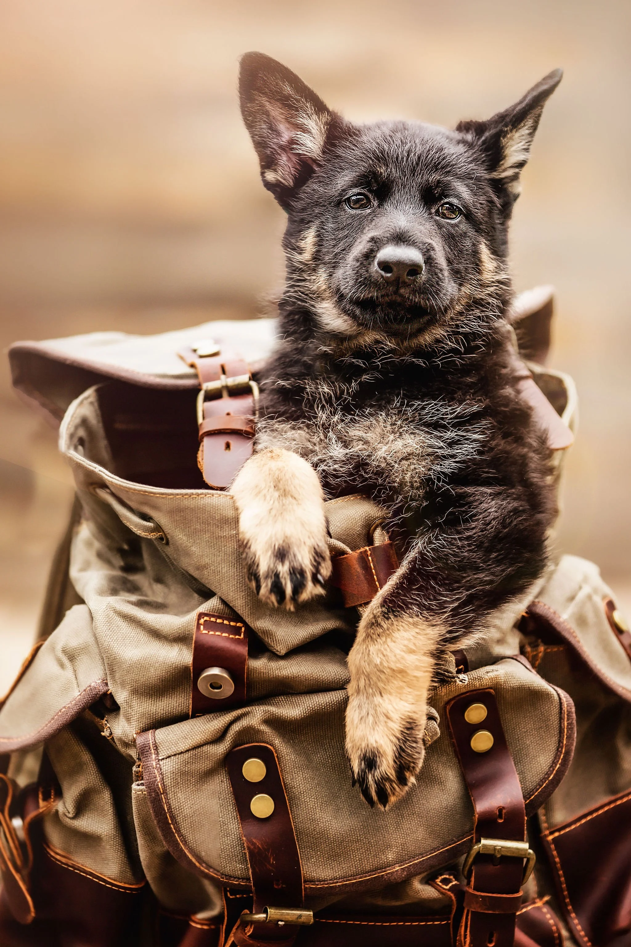 K9Backpack.jpg