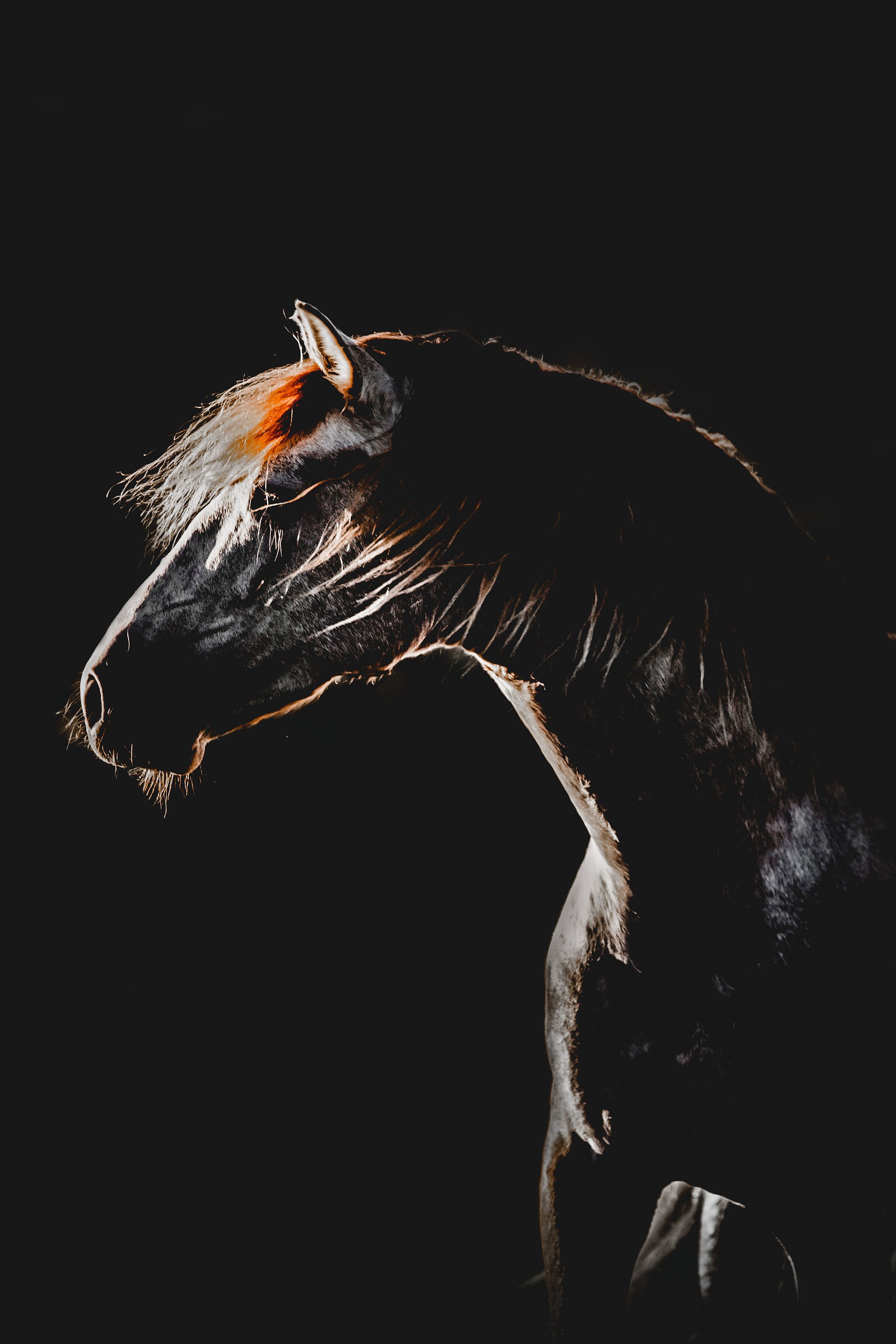 Horse_spain.jpg