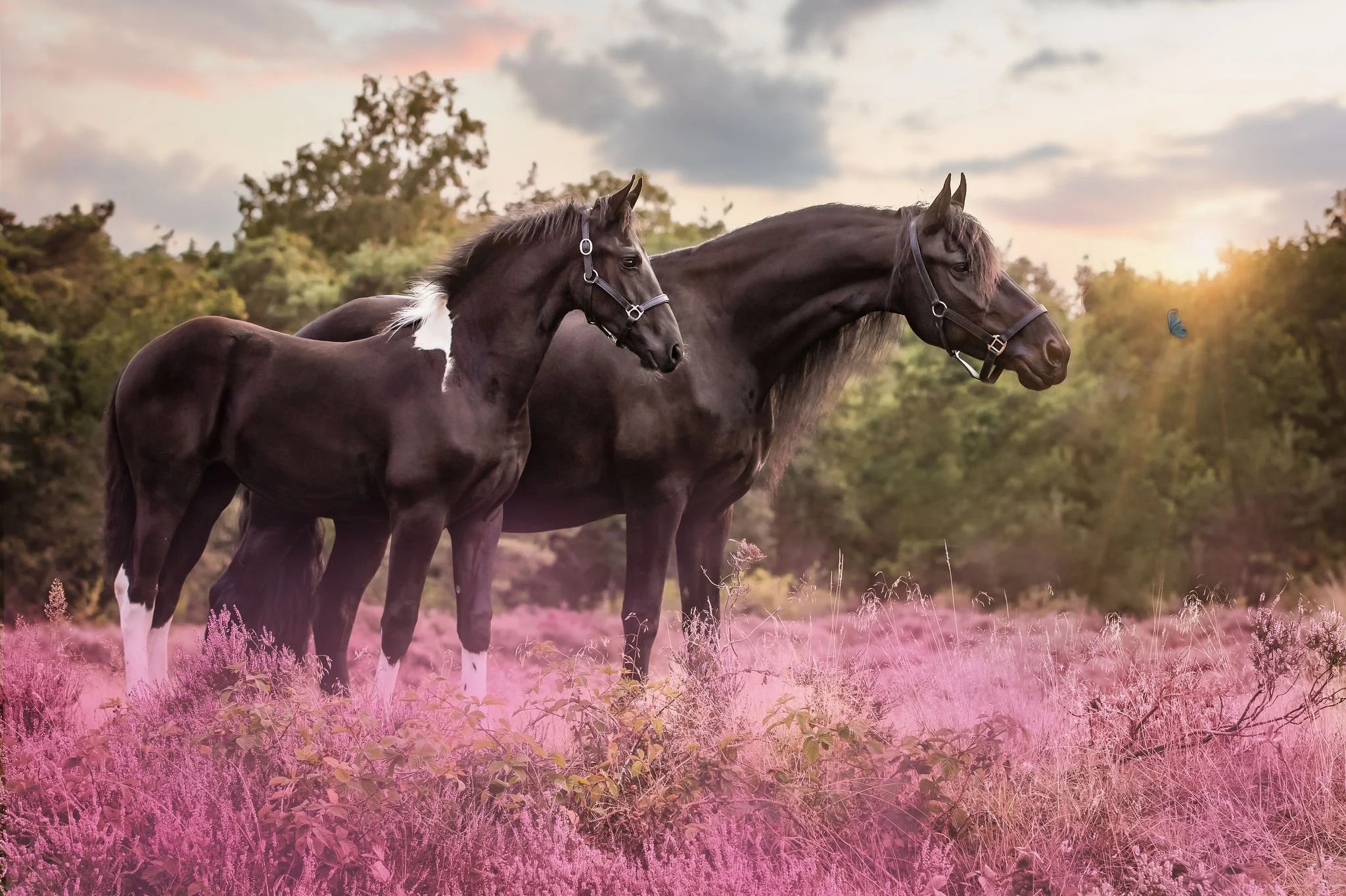 PurpleFieldofjoy.jpg