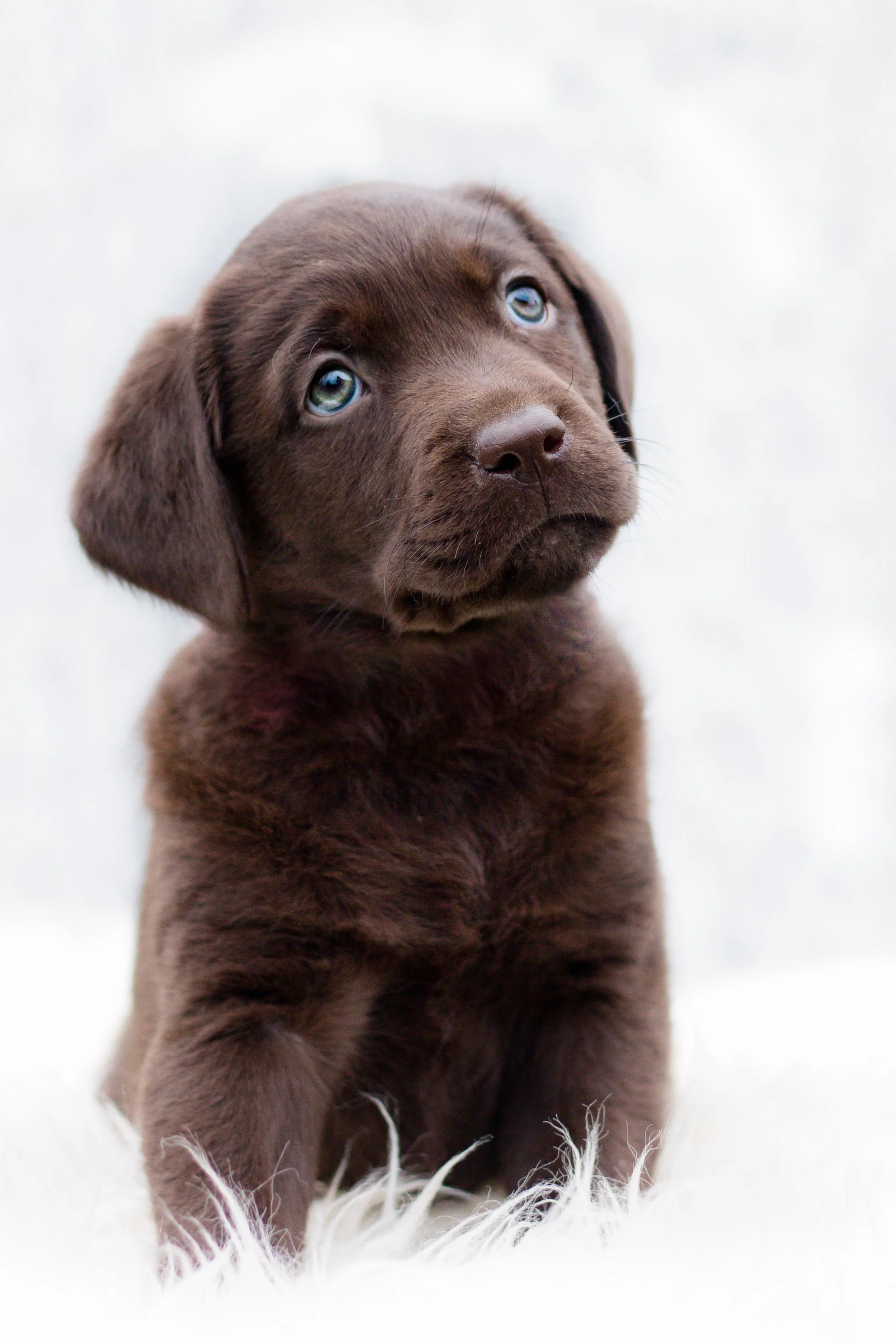 Lab_pup.jpg