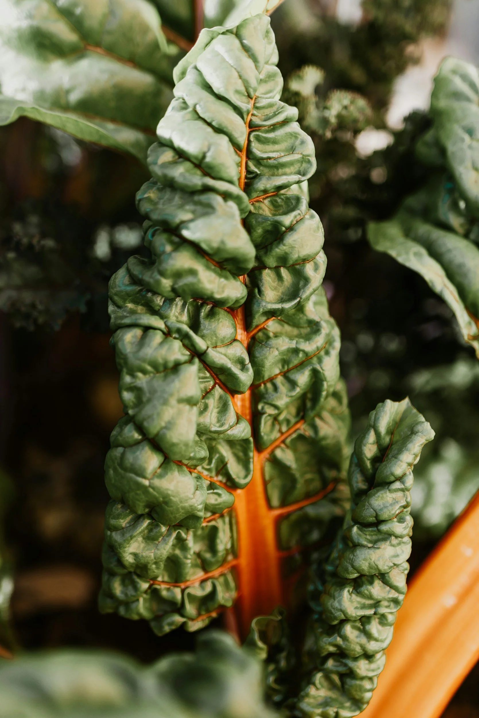 Close-up of a large, green, curly leaf with an orange central vein, likely from a Swiss chard plant.