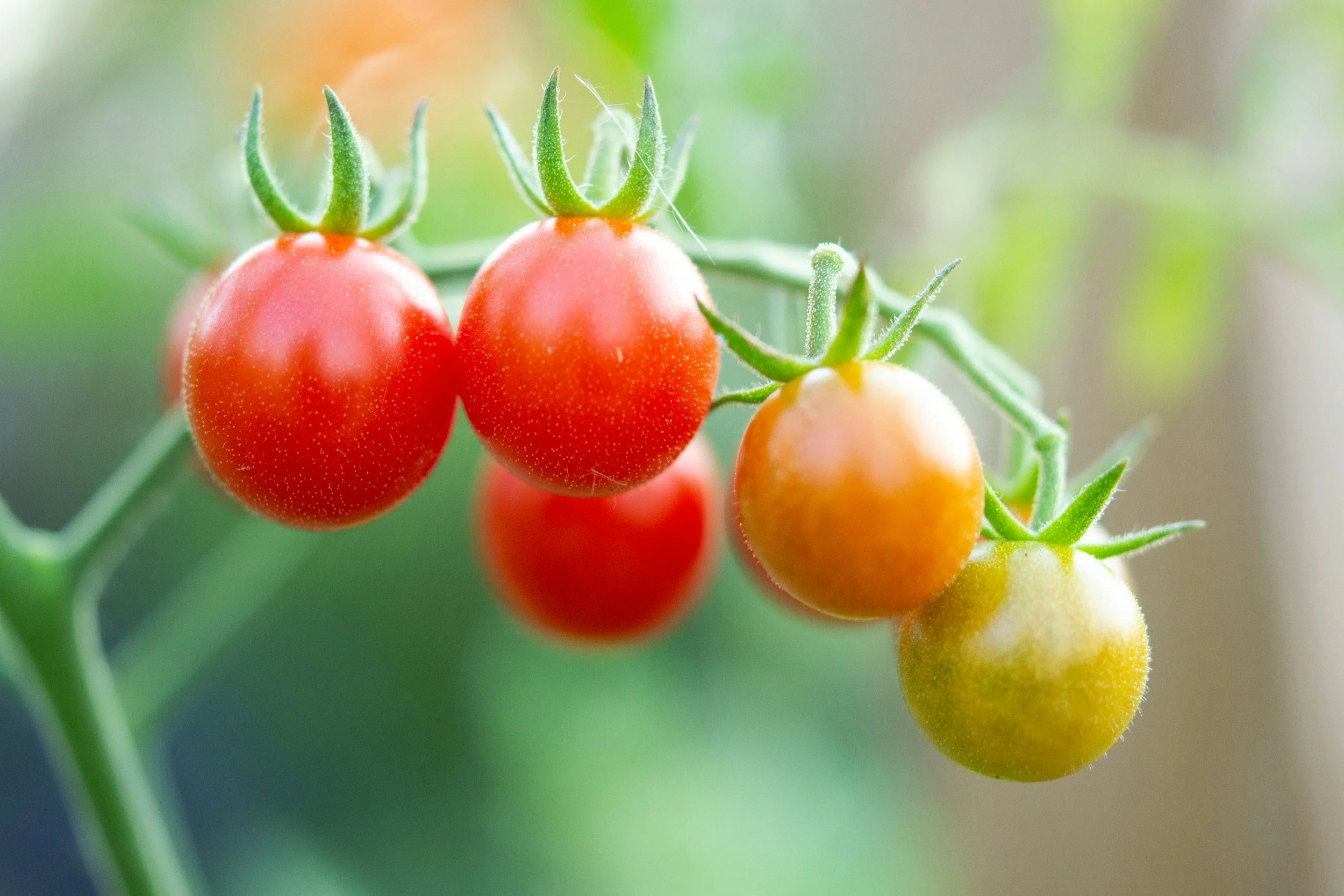 Ripe and unripe cherry tomatoes hanging on a vine.