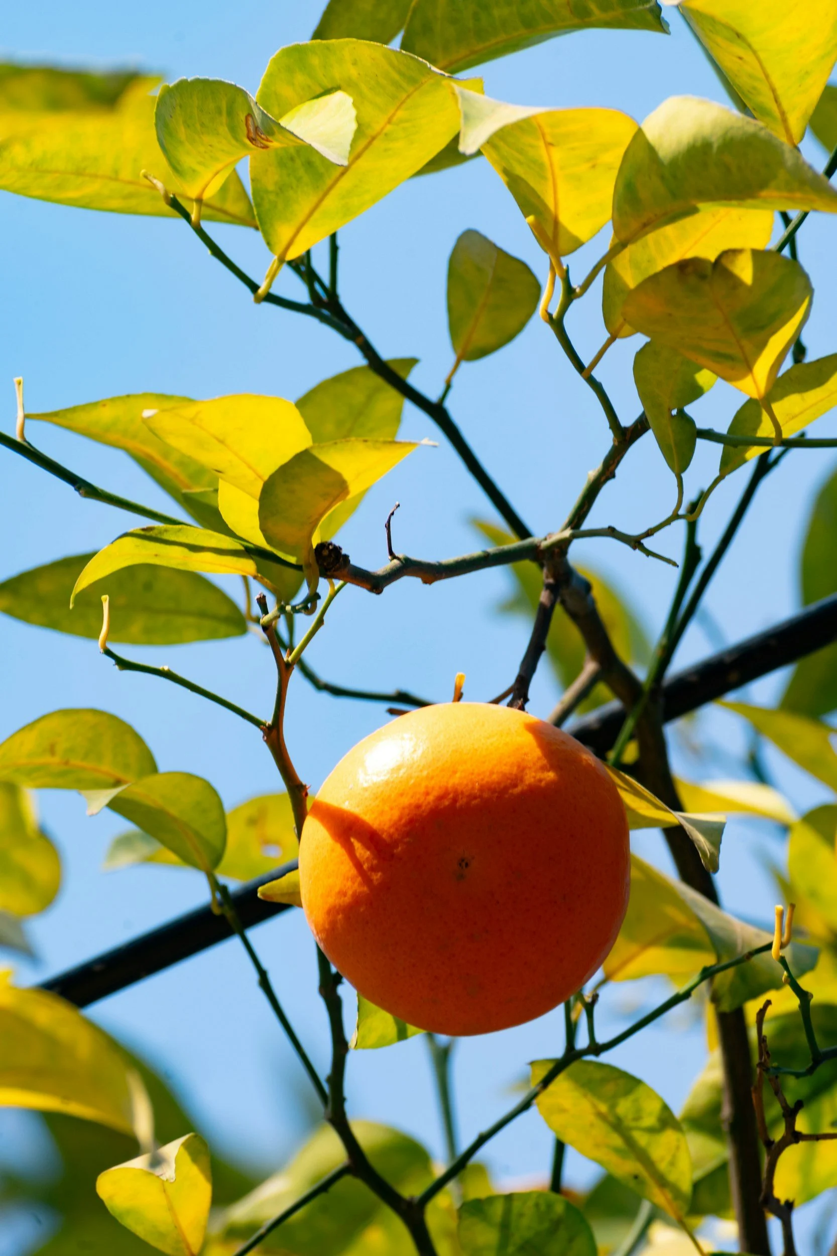 An orange hanging from a tree branch among green leaves against a blue sky