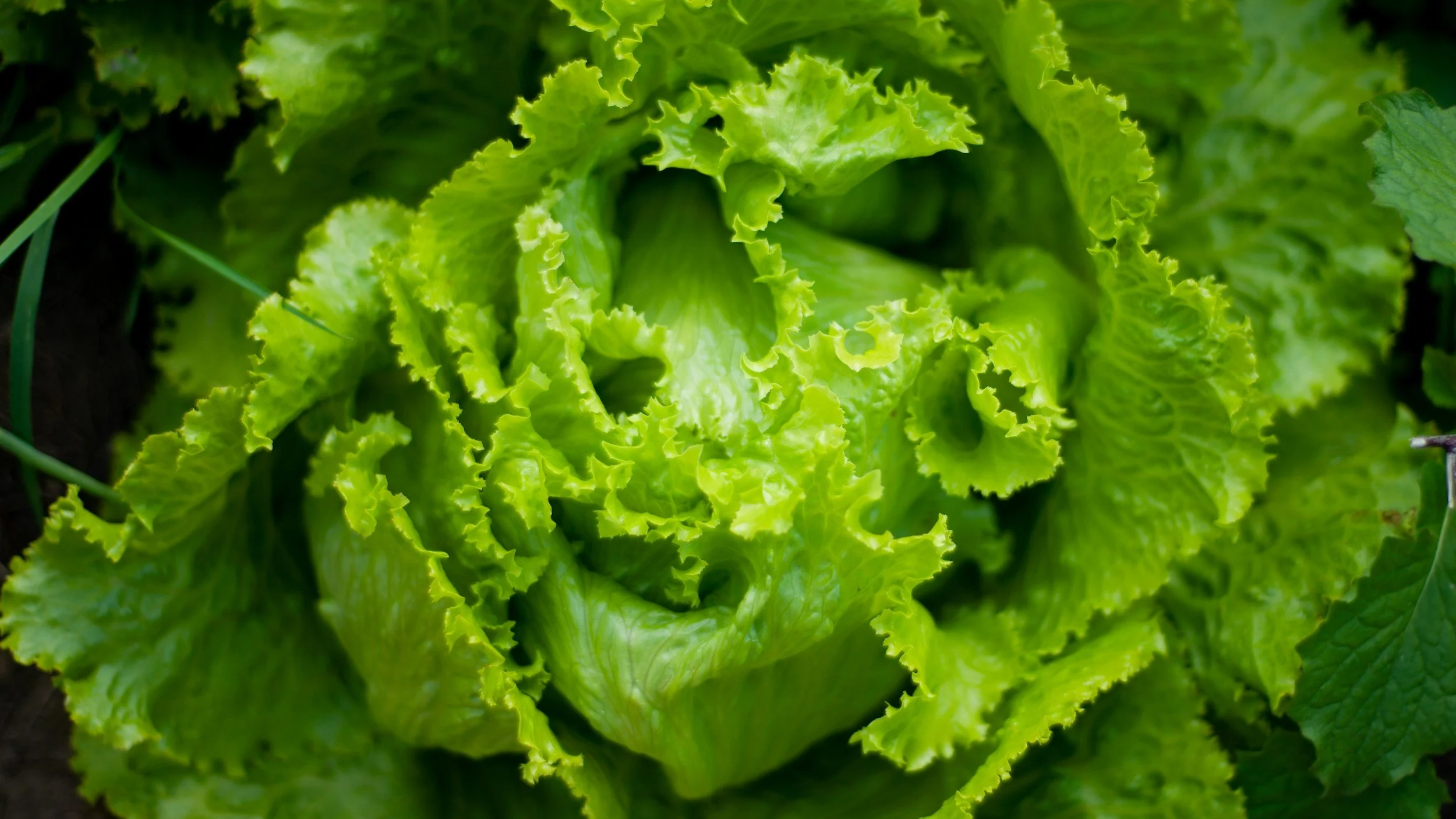 Close-up of fresh, green leaf lettuce growing in a garden.