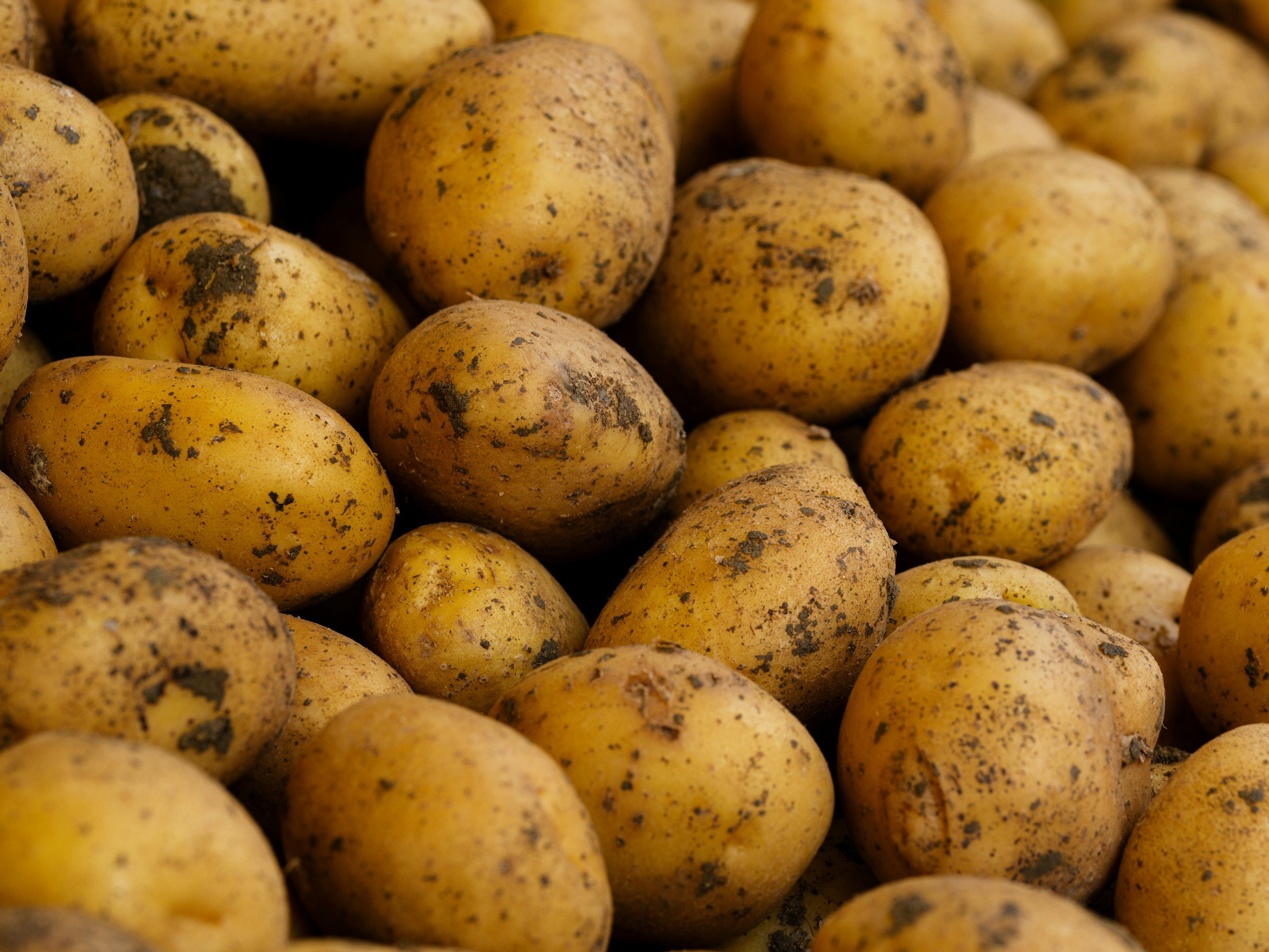 Freshly harvested yellow potatoes with some dirt on their skins, piled together.