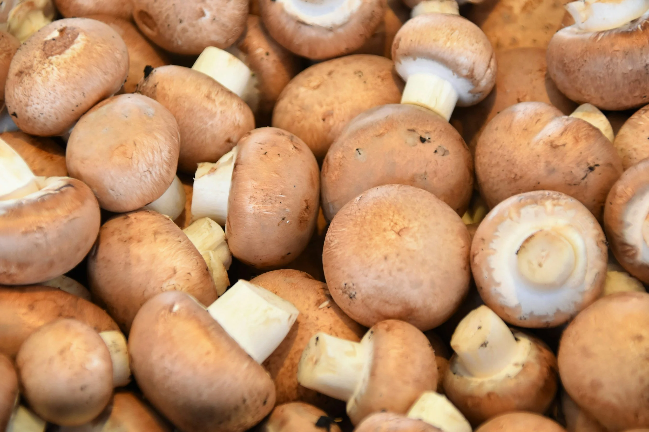 Fresh brown mushrooms with some stems cut, piled together.
