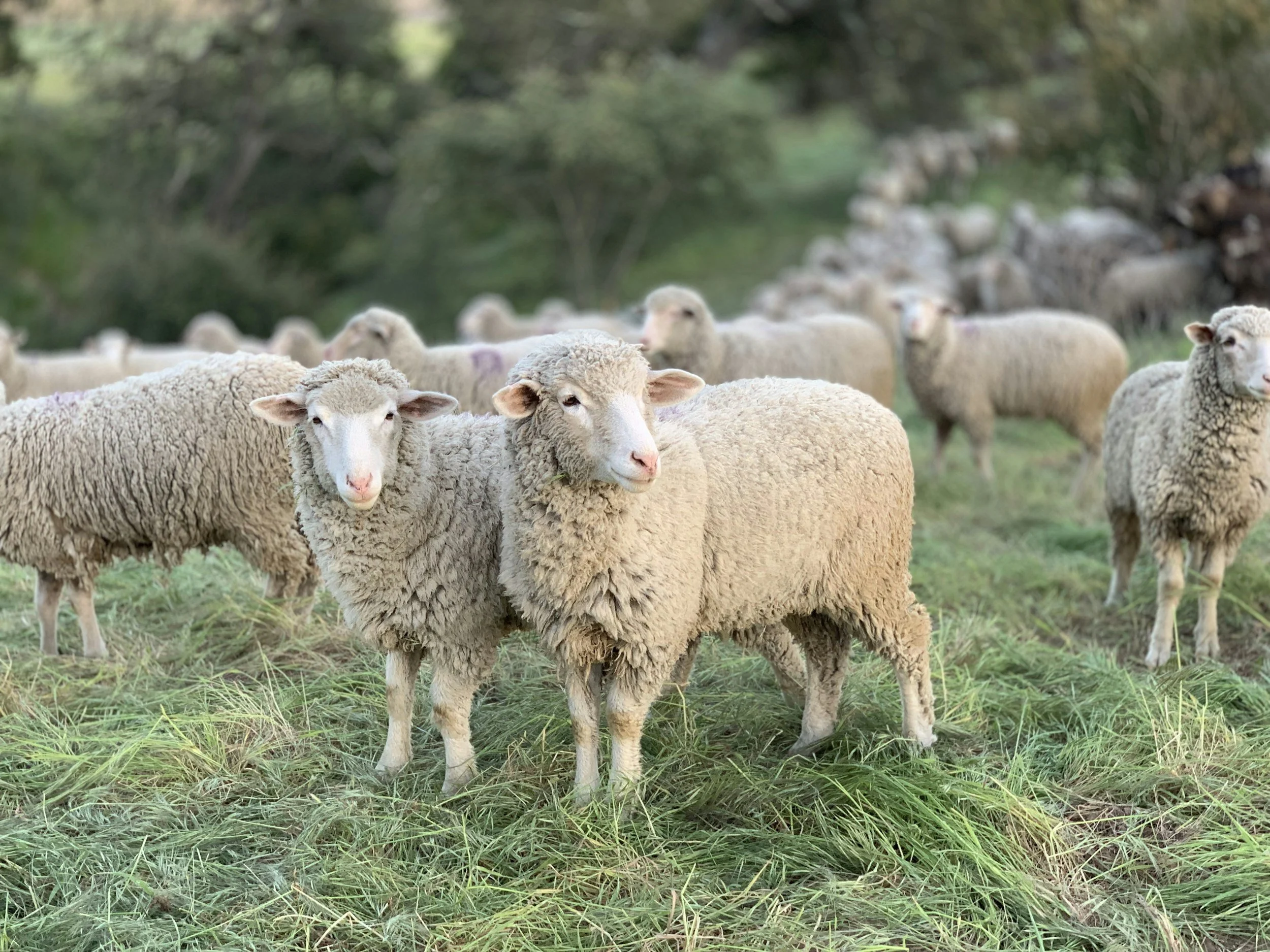 A flock of sheep standing on green grass in a field with trees in the background.