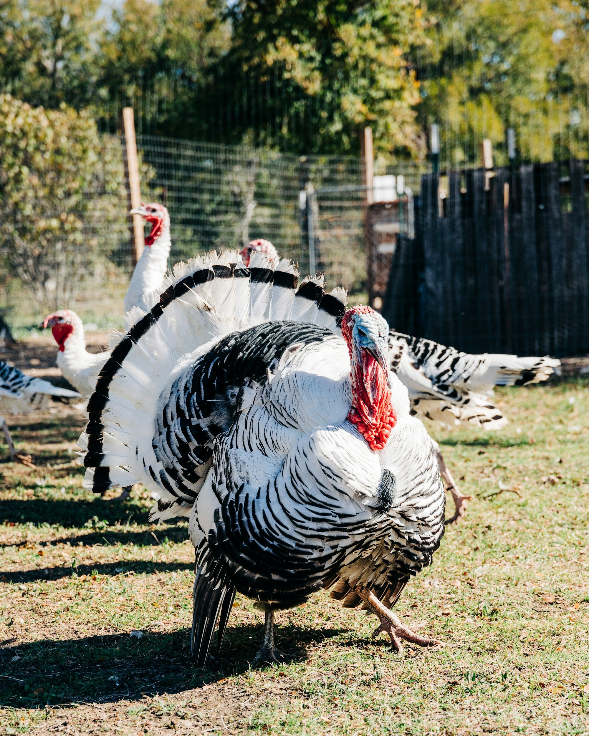 A group of turkeys with black and white feathers outdoors in a grassy area, surrounded by a wire fence and trees.