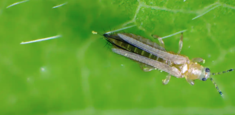 Integrated Pest Management (IPM) Workshop