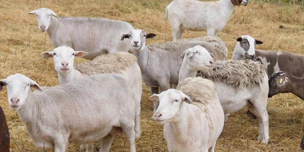 Multi-Day Animal Processing Workshop