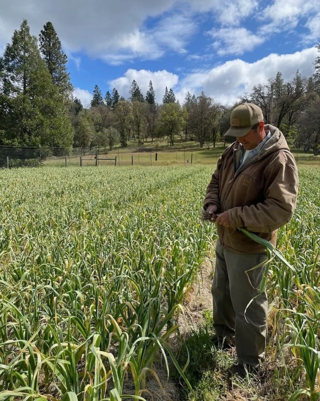Garlic Cultivation with Starbright Acres Family Farm