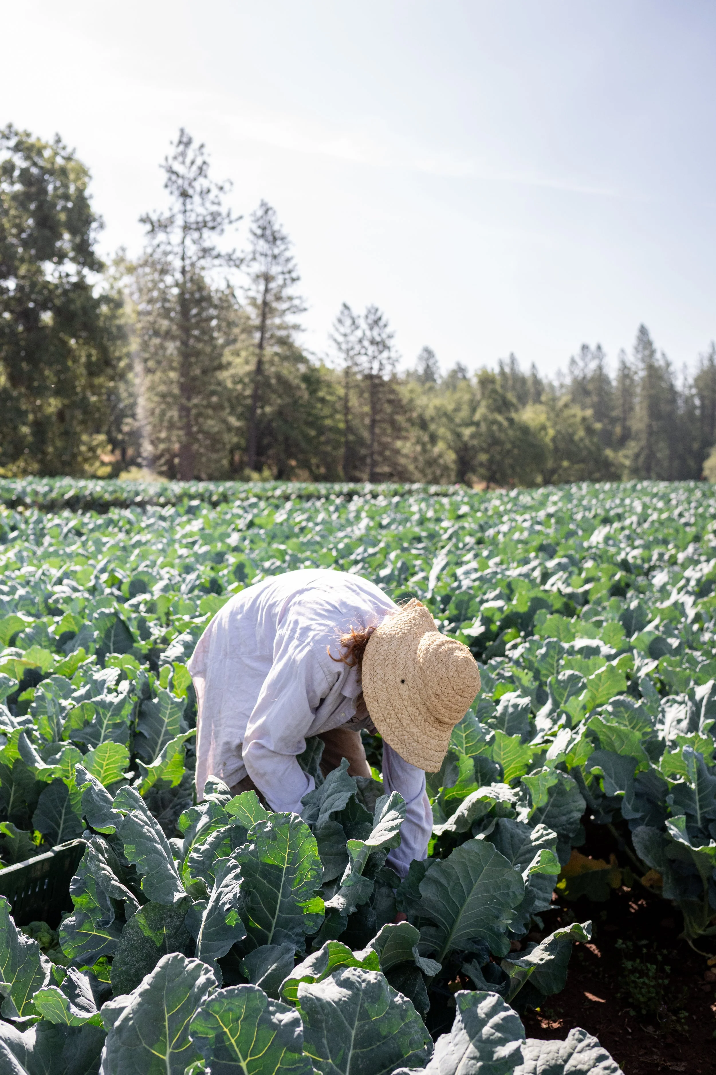 Person working in a green cabbage field wearing a wide-brimmed straw hat and a white long-sleeved shirt under a sunny sky.