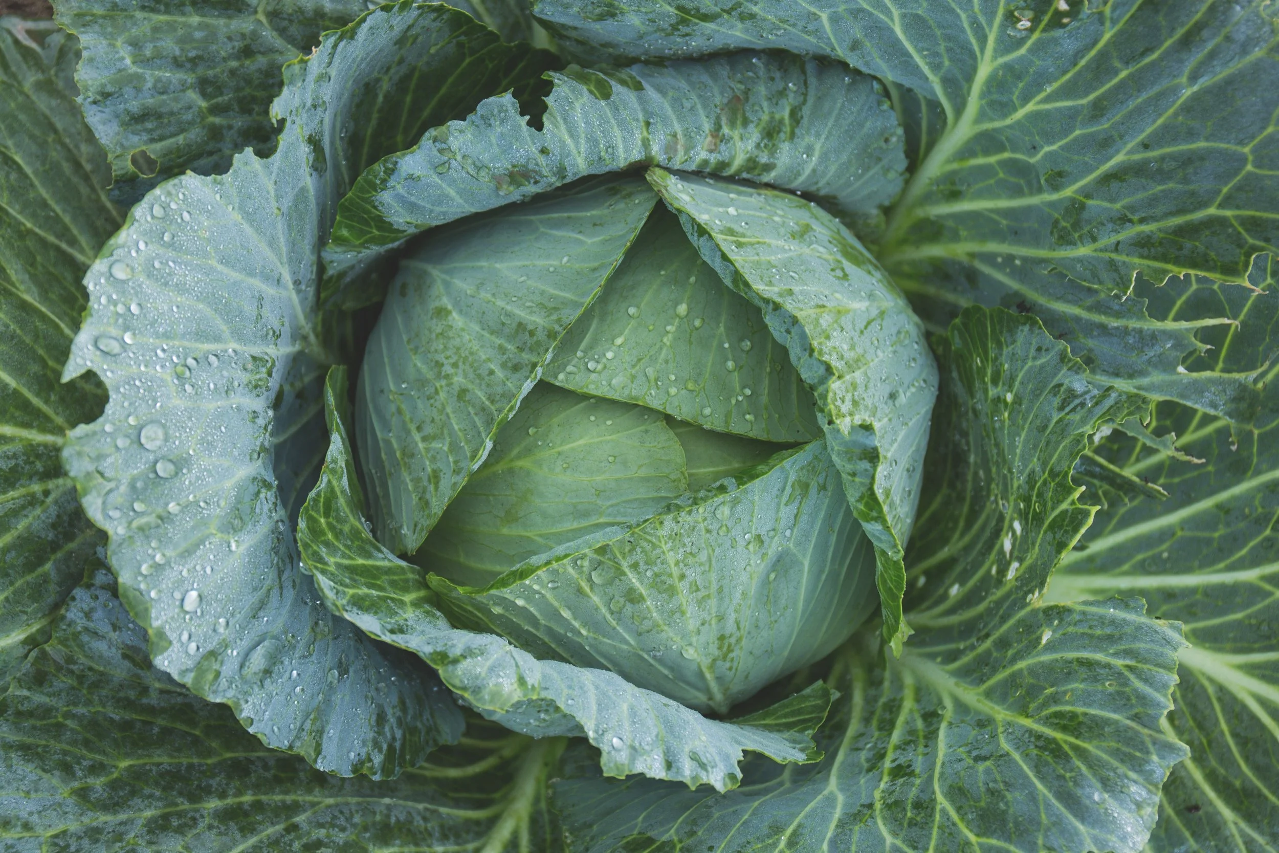Close-up of a green cabbage head with outer leaves curling outward and raindrops on the leaves.