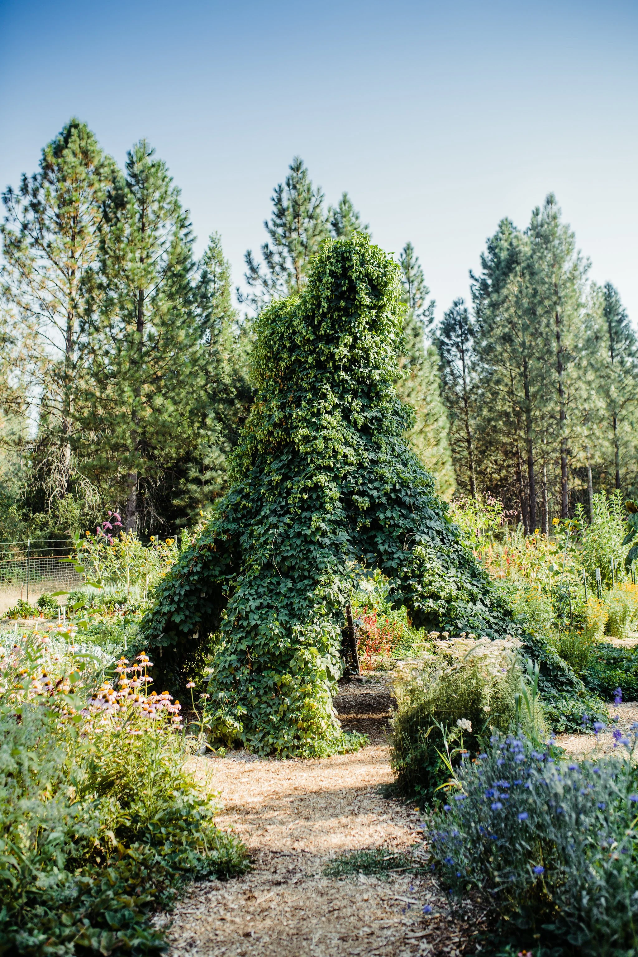 A garden with a large hops teepee in front of a forest of pine trees.