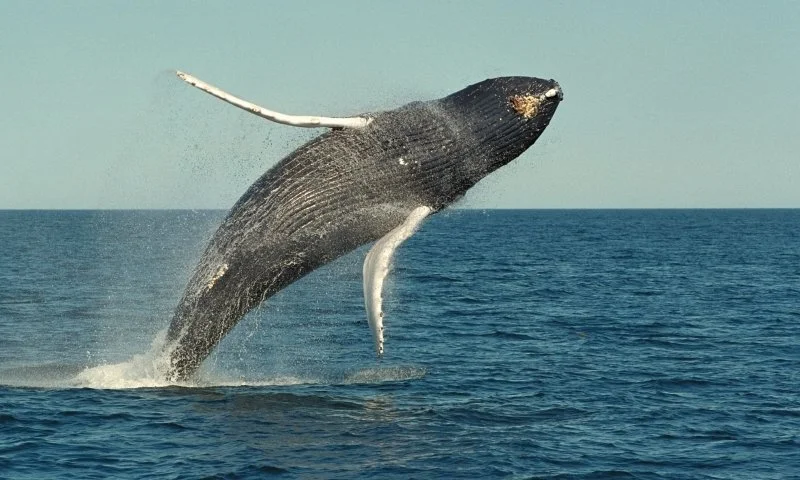 7616_4215_Bar_Harbor_Whale_Watching_lg.jpg