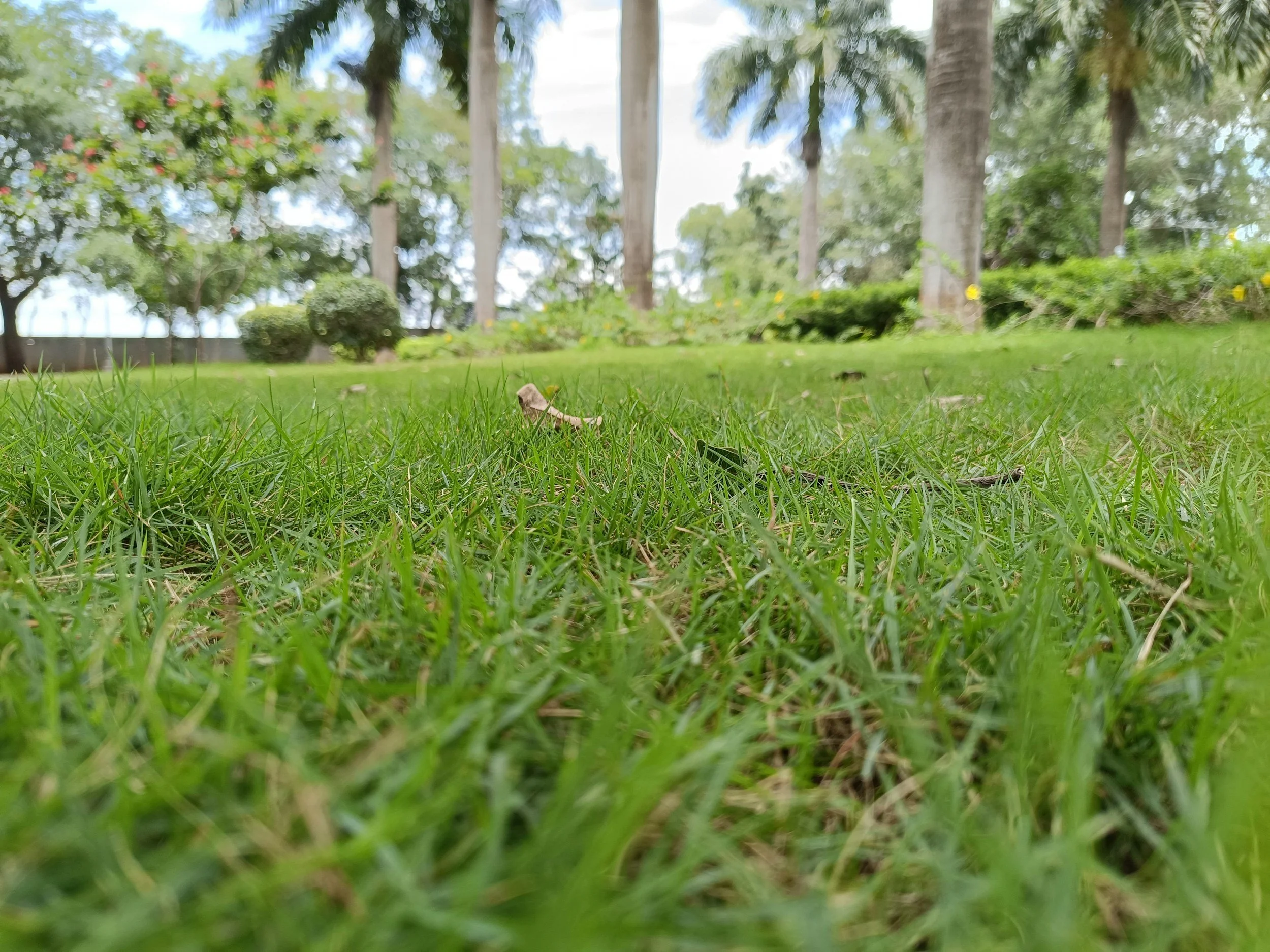 Zoom image of lawn grass