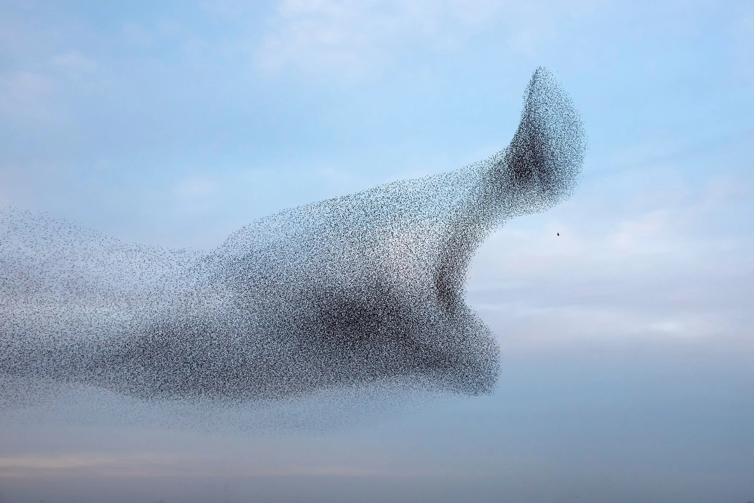 A murmuration of starlings flying in the shape of a bird against a blue sky.