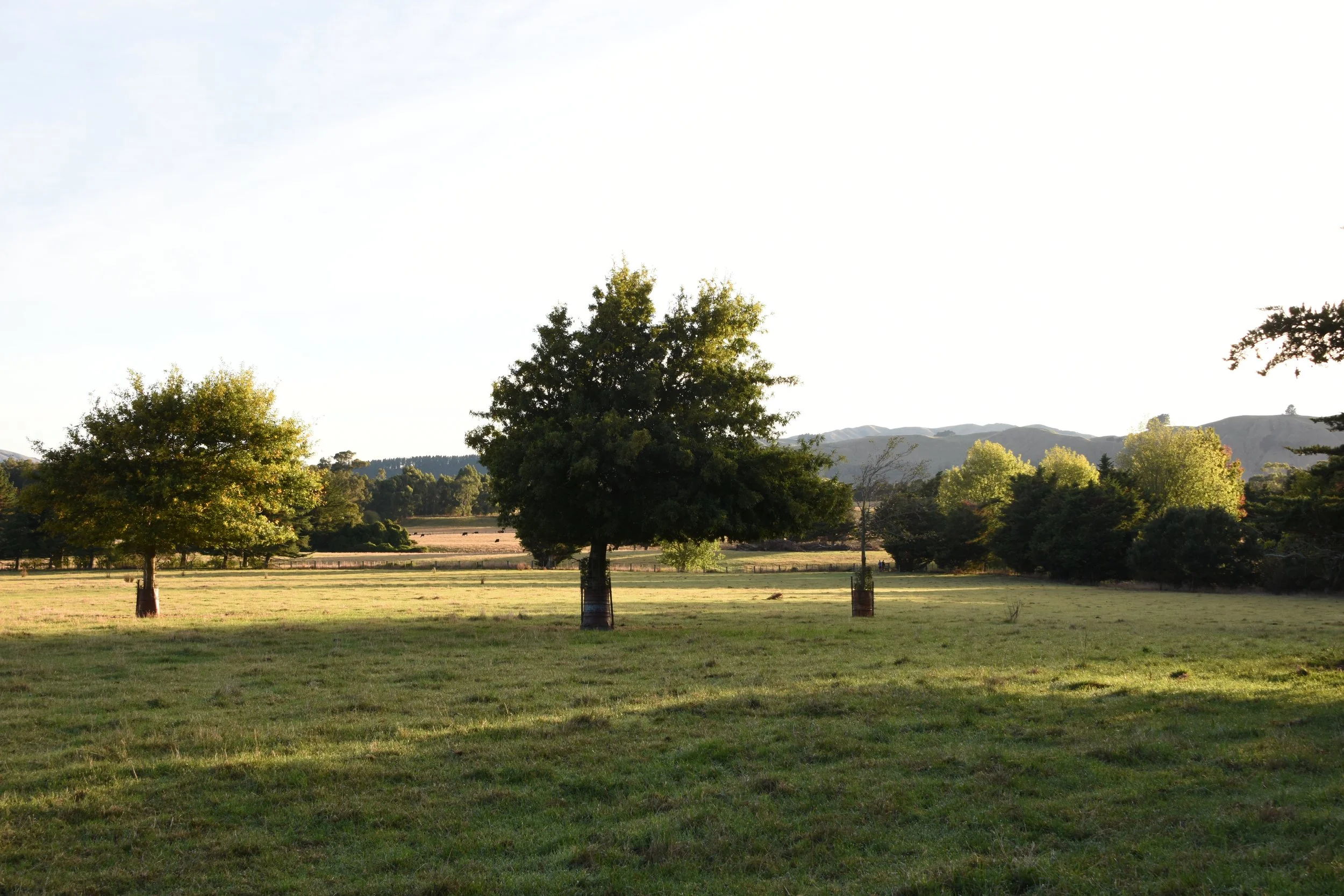 DSC_9781.JPG