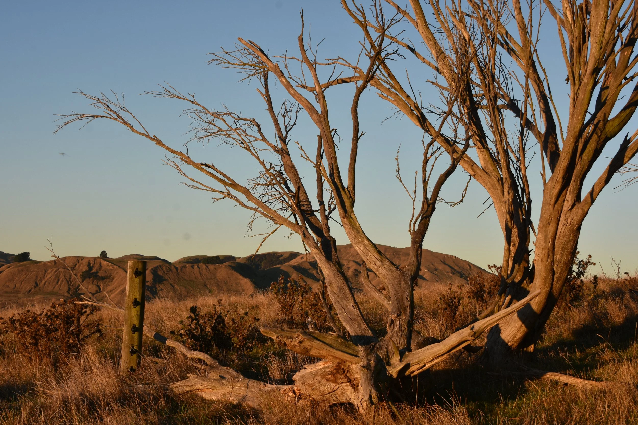 DSC_9470.JPG