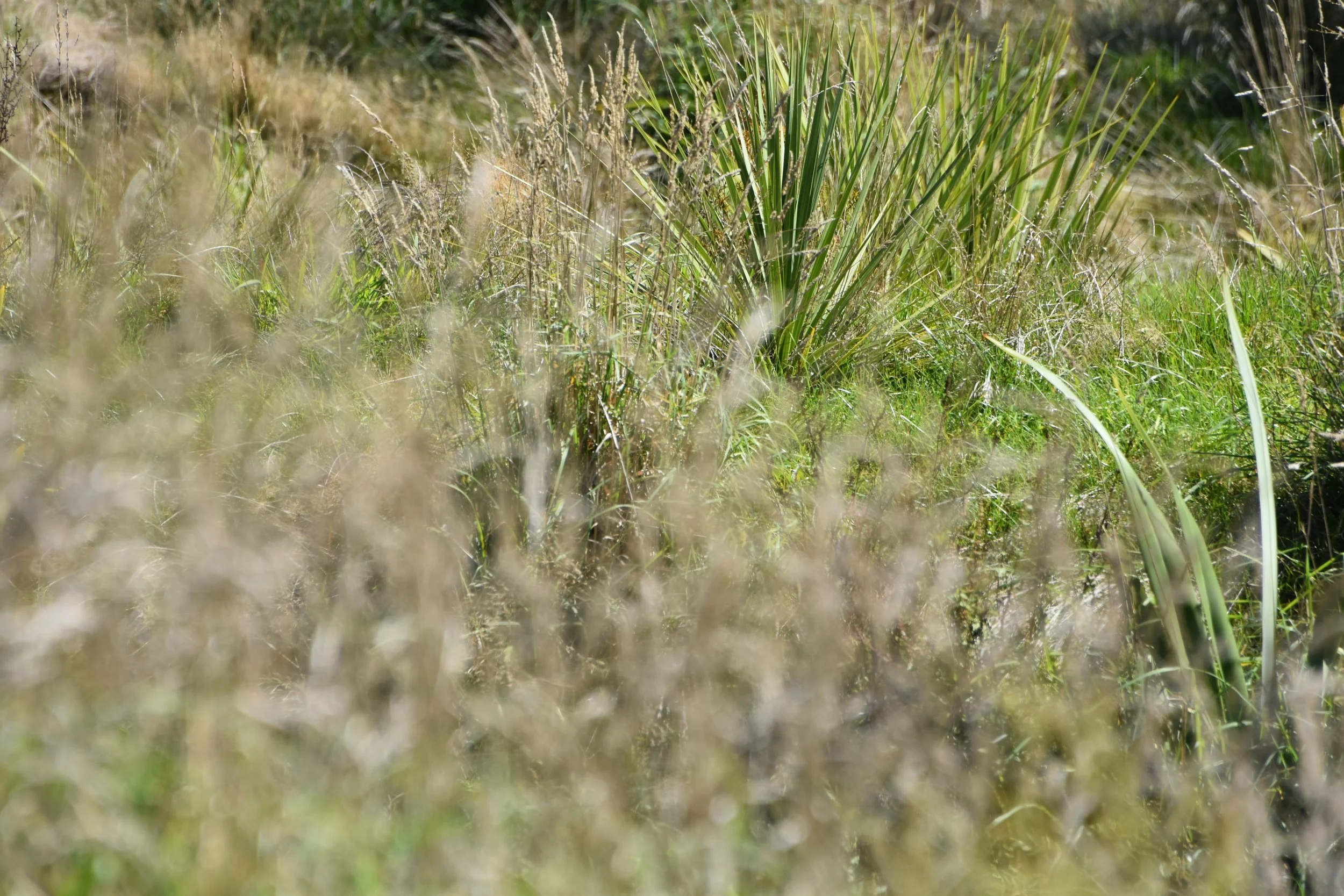 DSC_5525.JPG