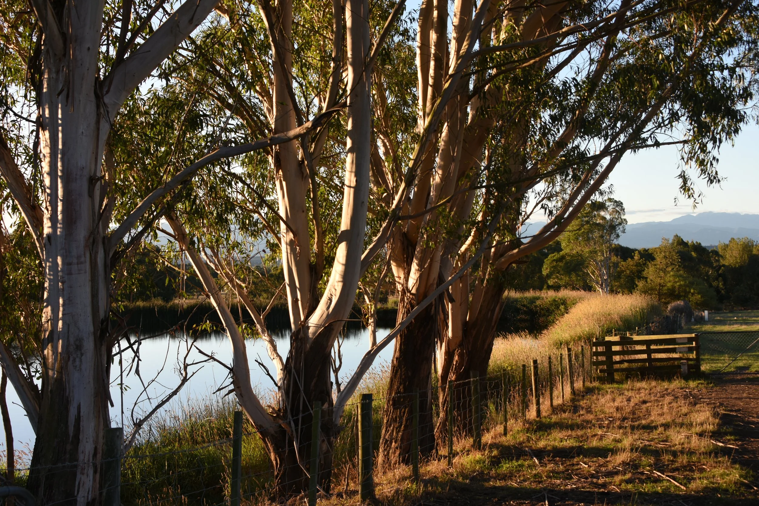 DSC_9333.JPG