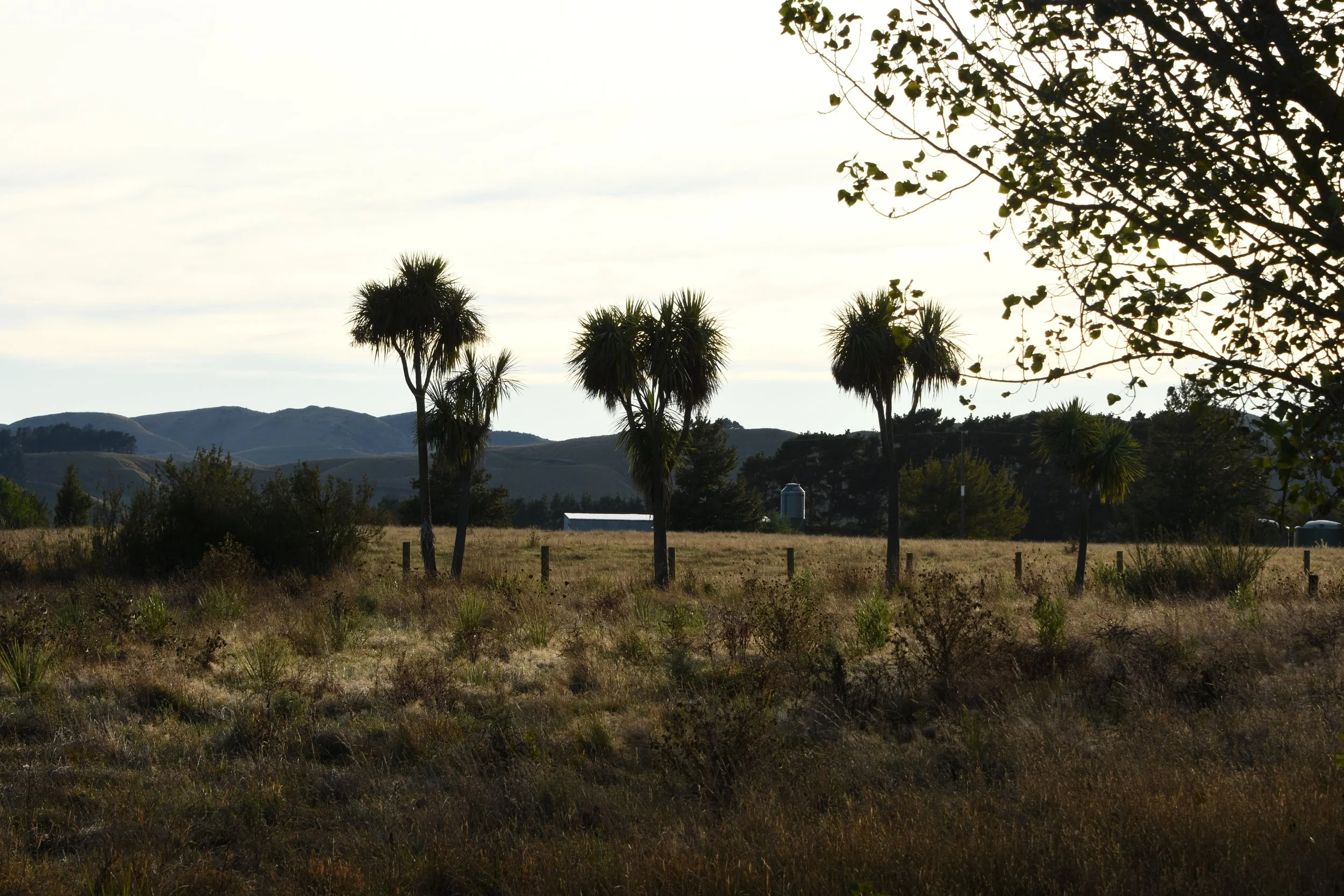 DSC_9827.JPG