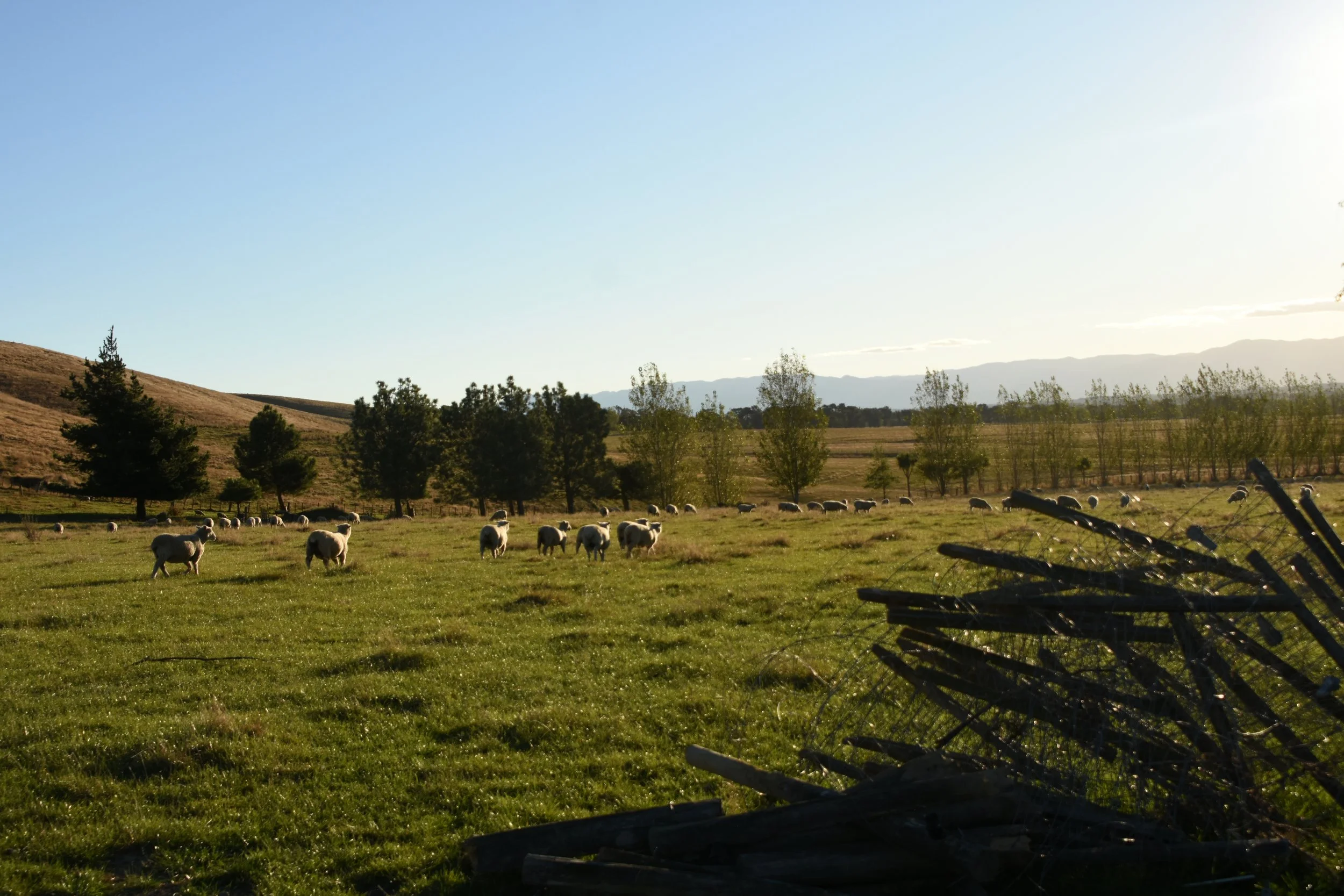 DSC_9183.JPG