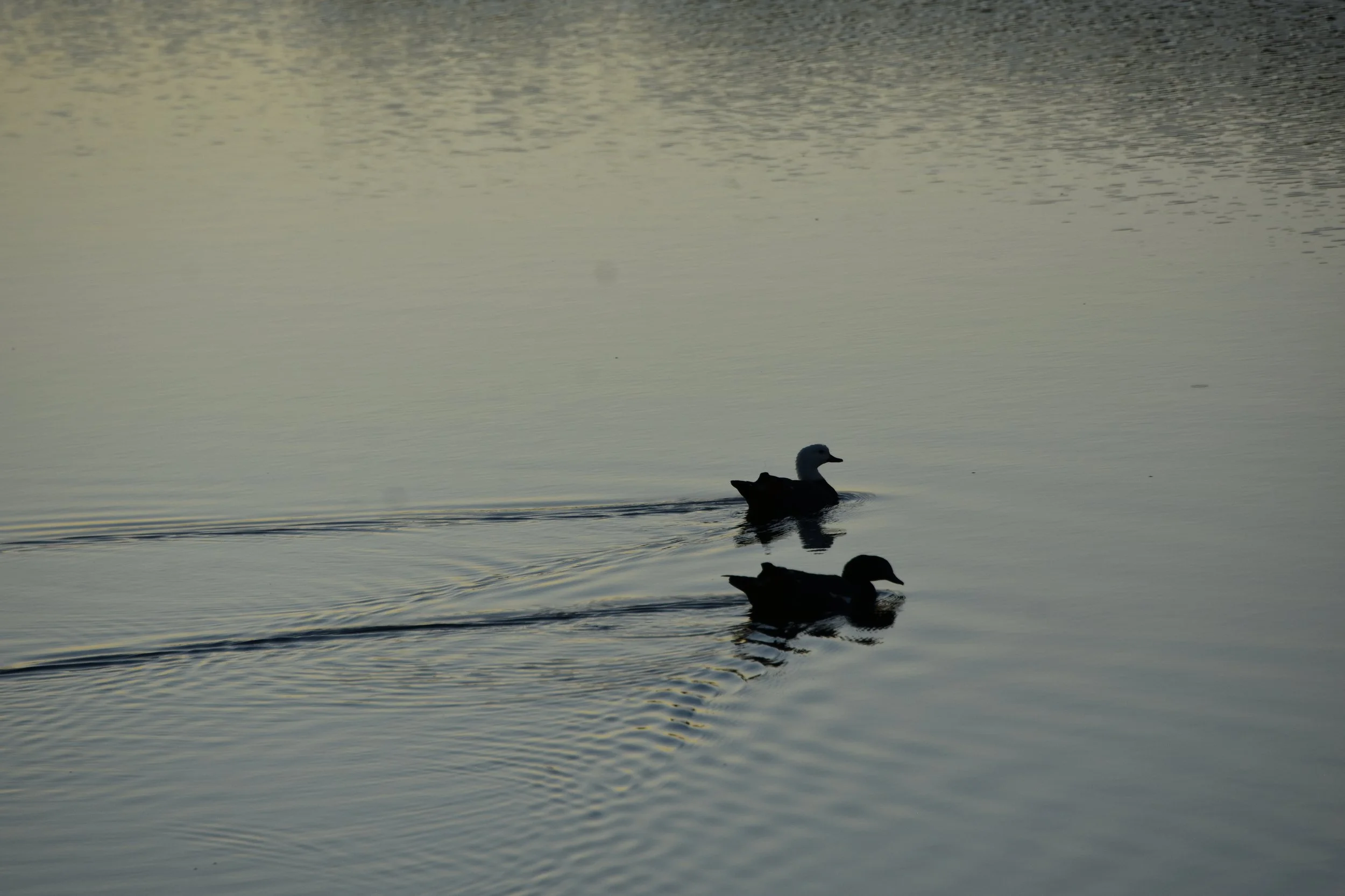 DSC_9563.JPG
