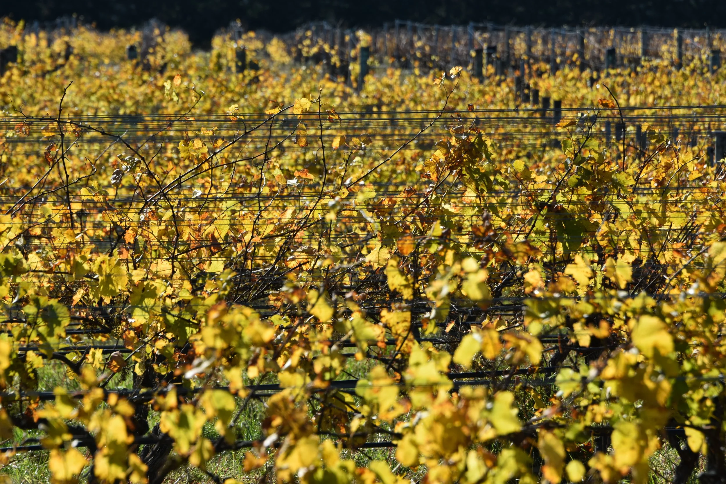 DSC_5938.JPG