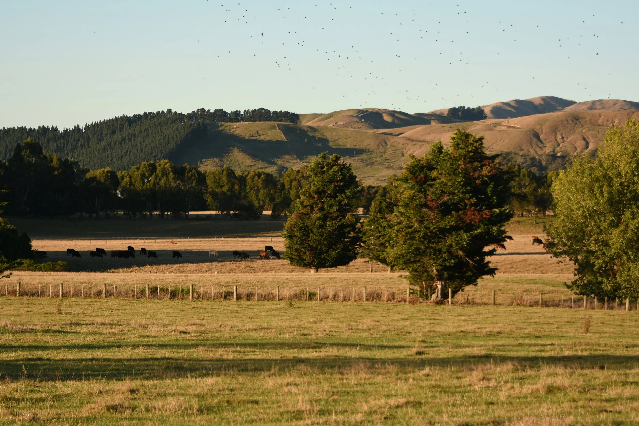 DSC_9246.JPG