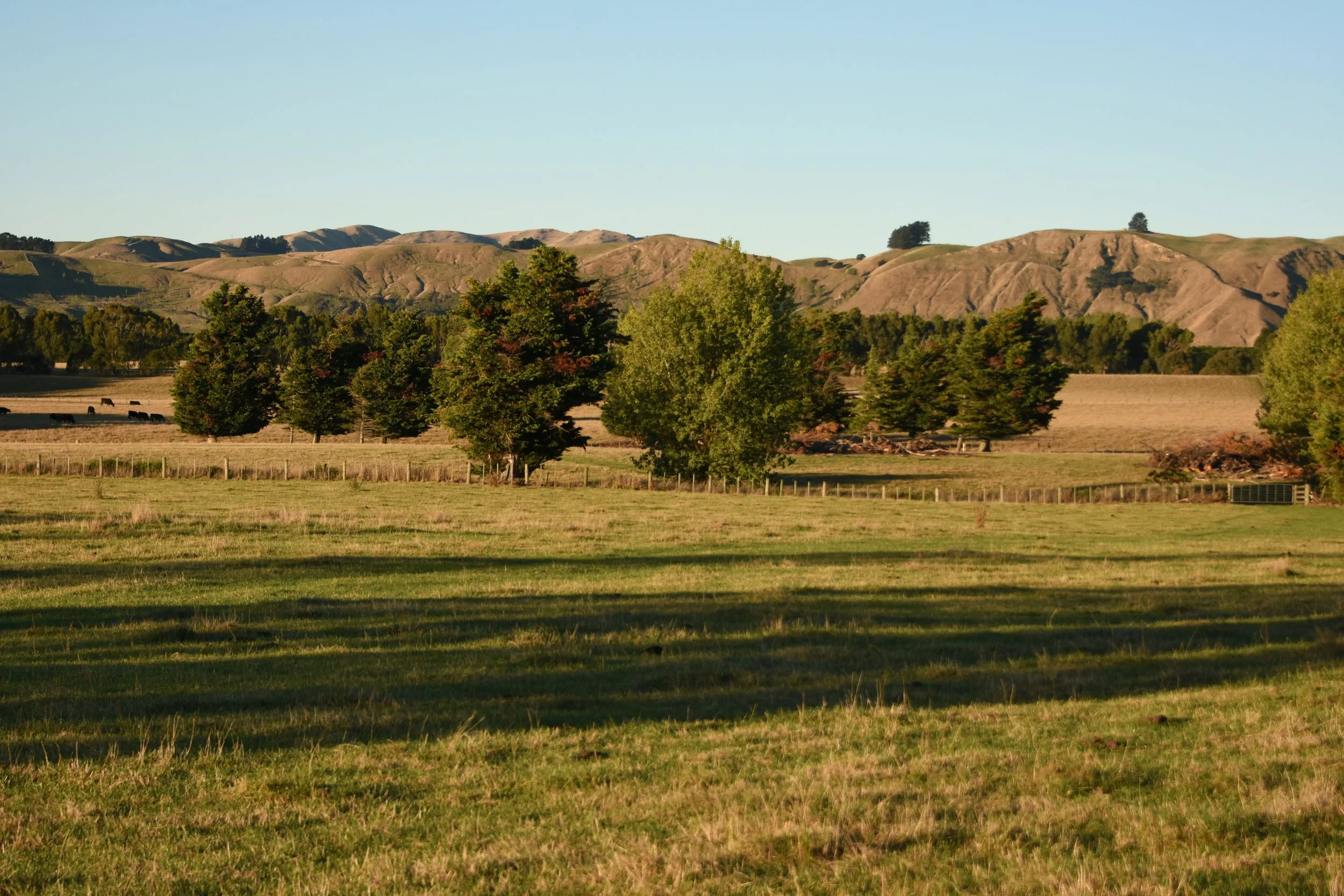 DSC_9238.JPG