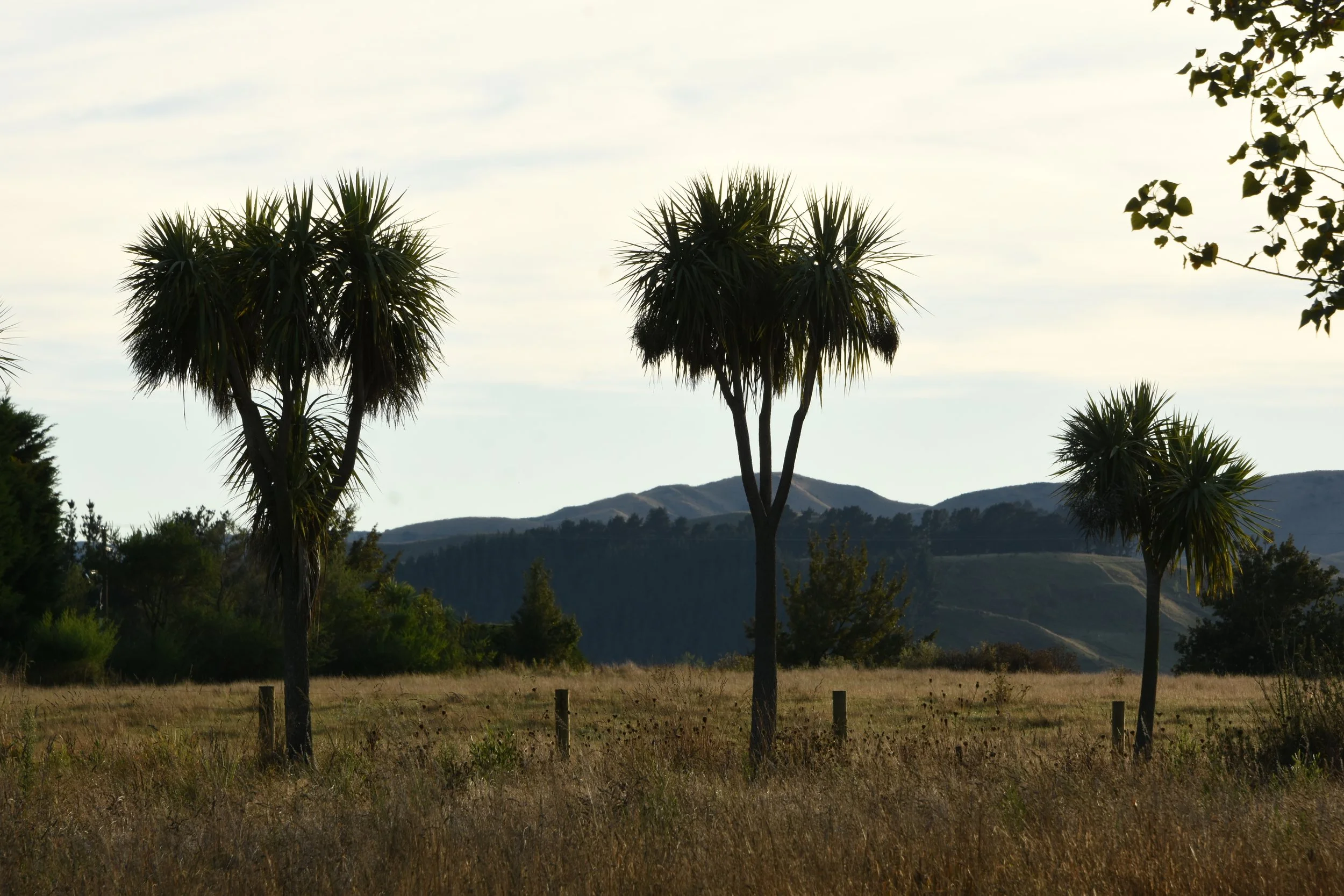DSC_9822.JPG