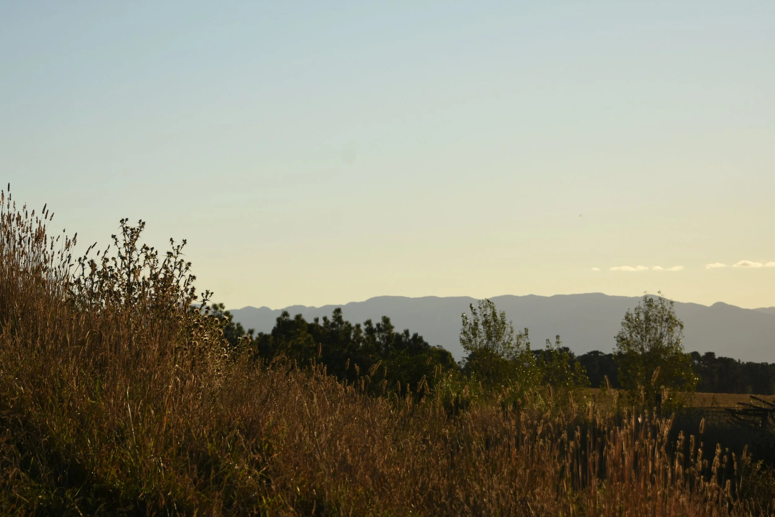 DSC_9245.JPG