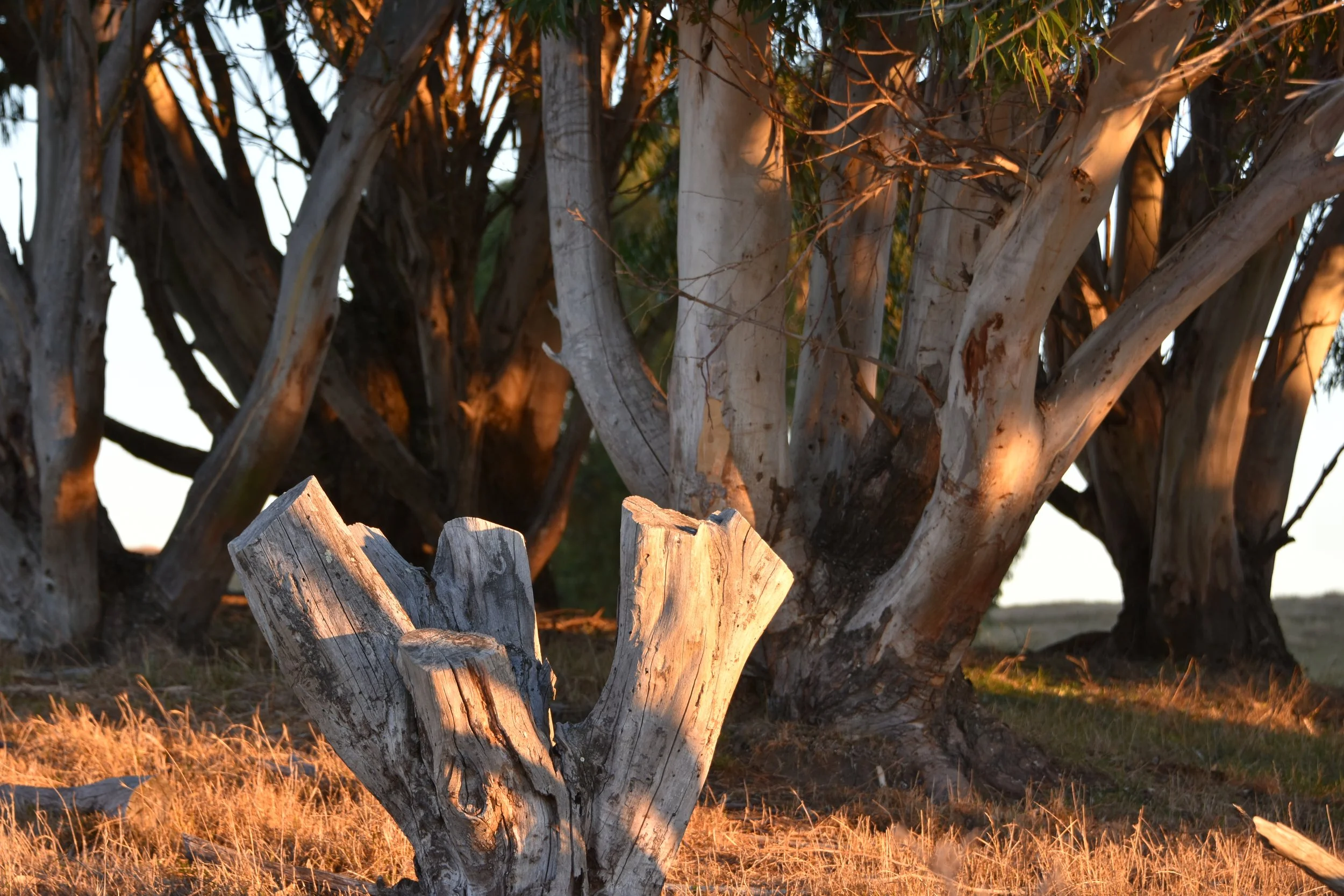 DSC_9500.JPG