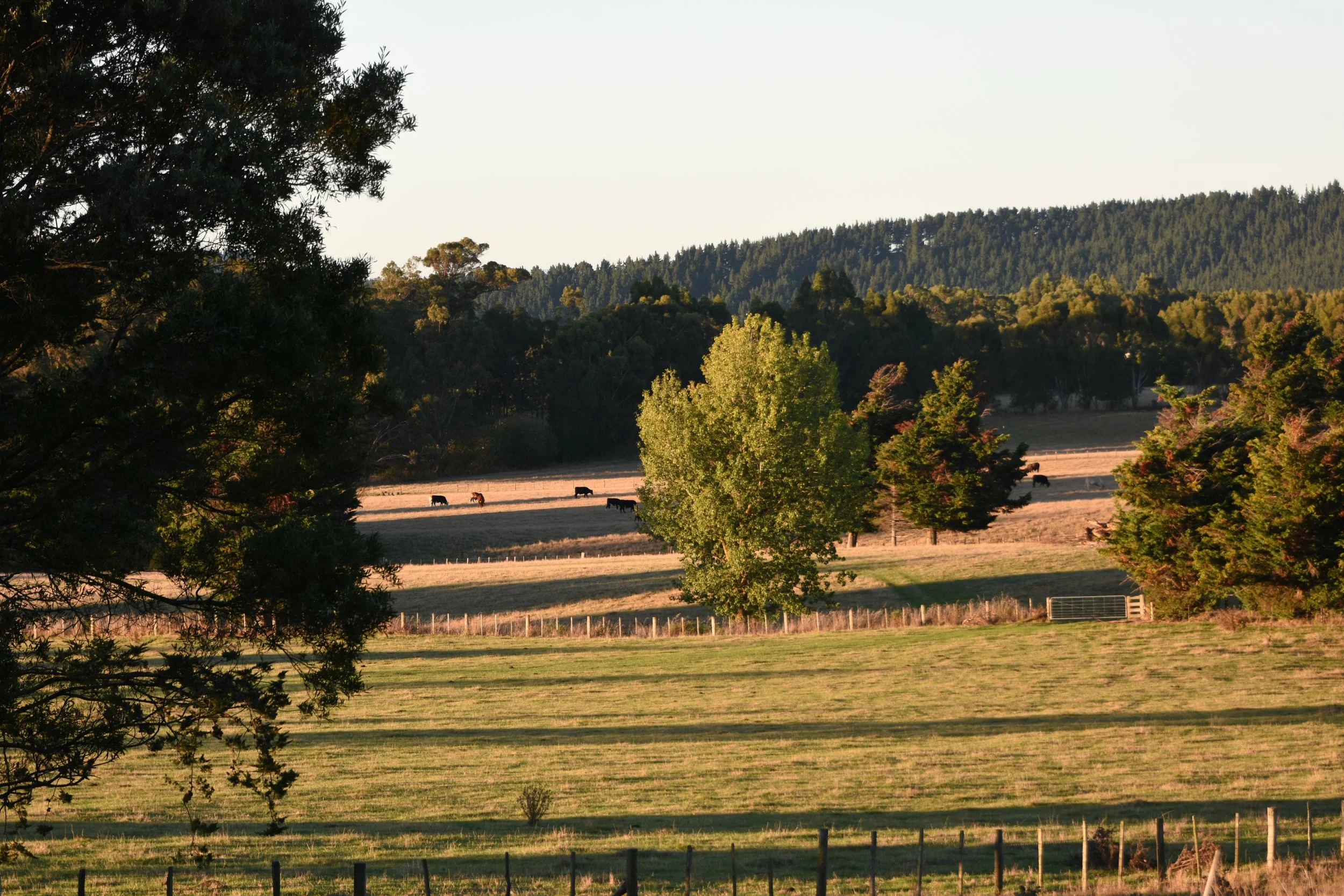DSC_9352.JPG