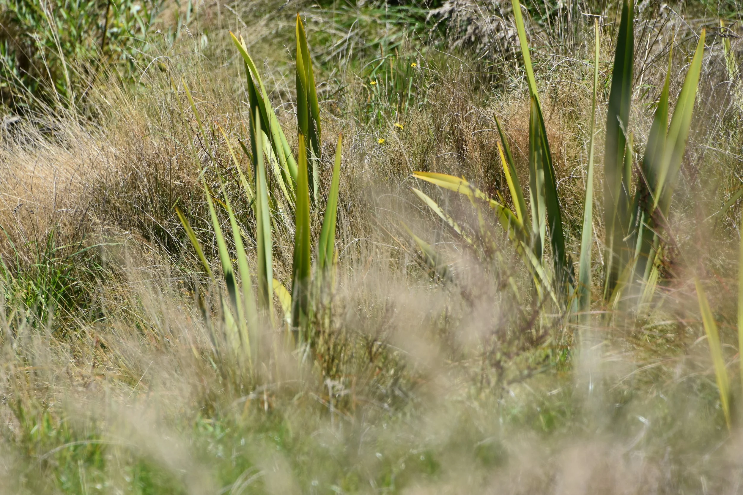 DSC_5529.JPG