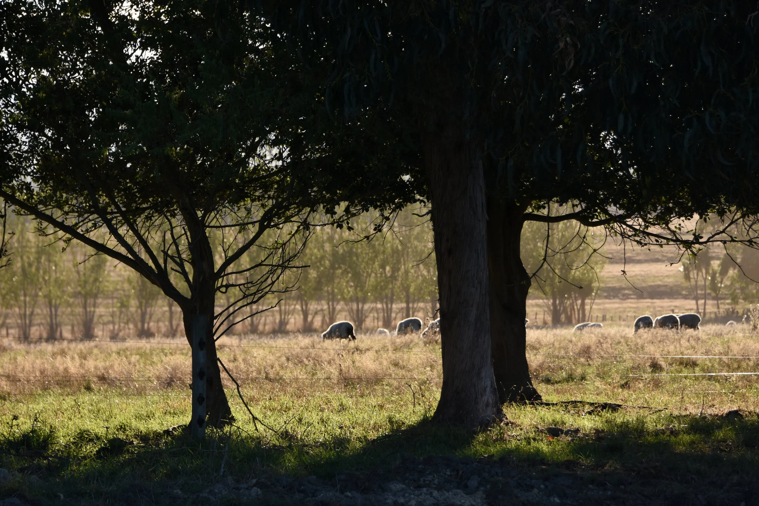 DSC_9175.JPG