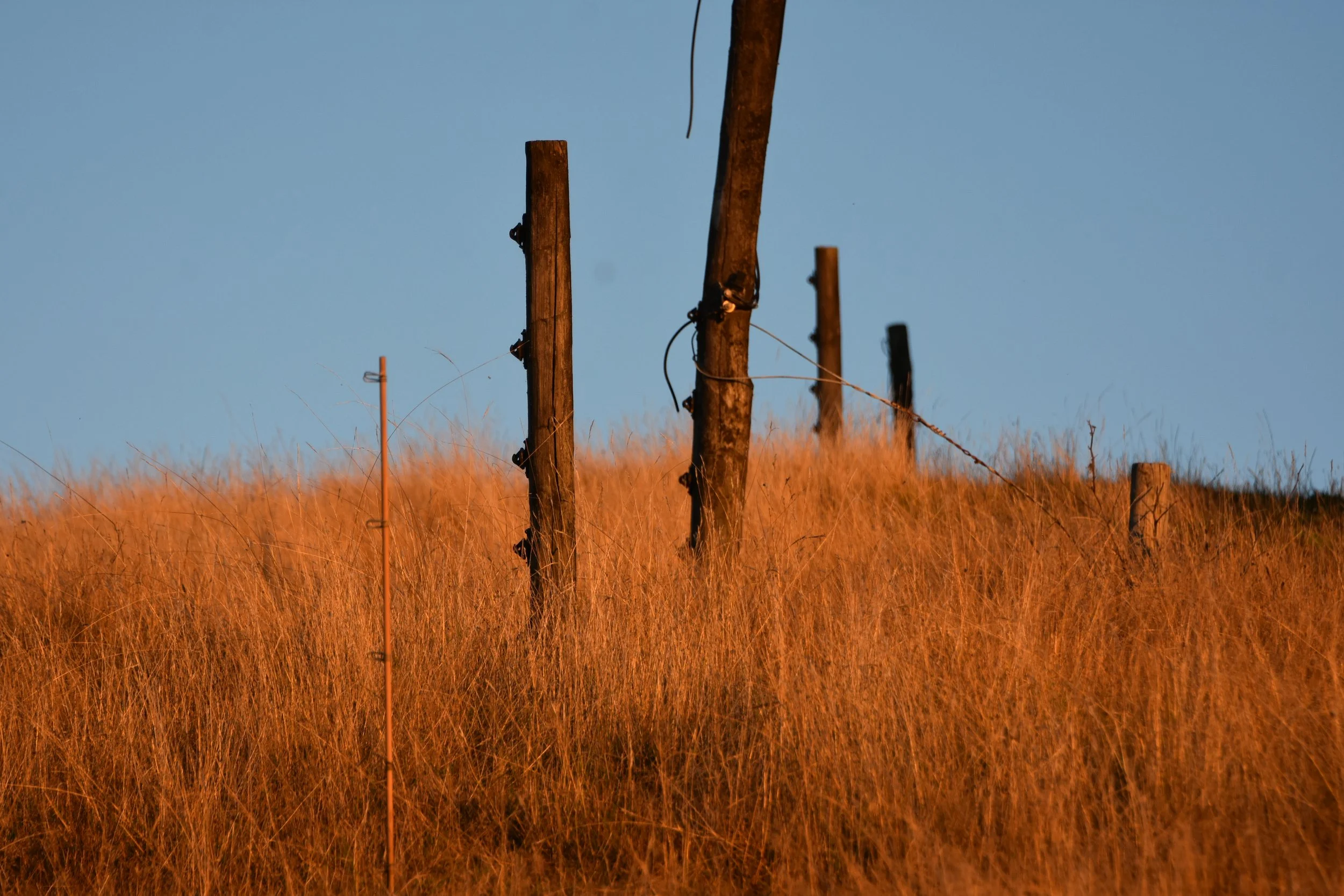 DSC_9532.JPG