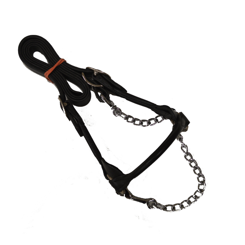 dairy show halter.png