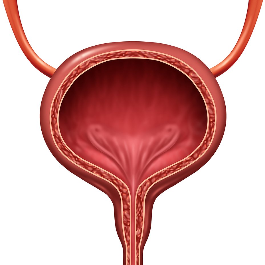 Restorative Urology Dr Marni Basto Urological Surgeon Sydney Urology Mona Vale St Leonards