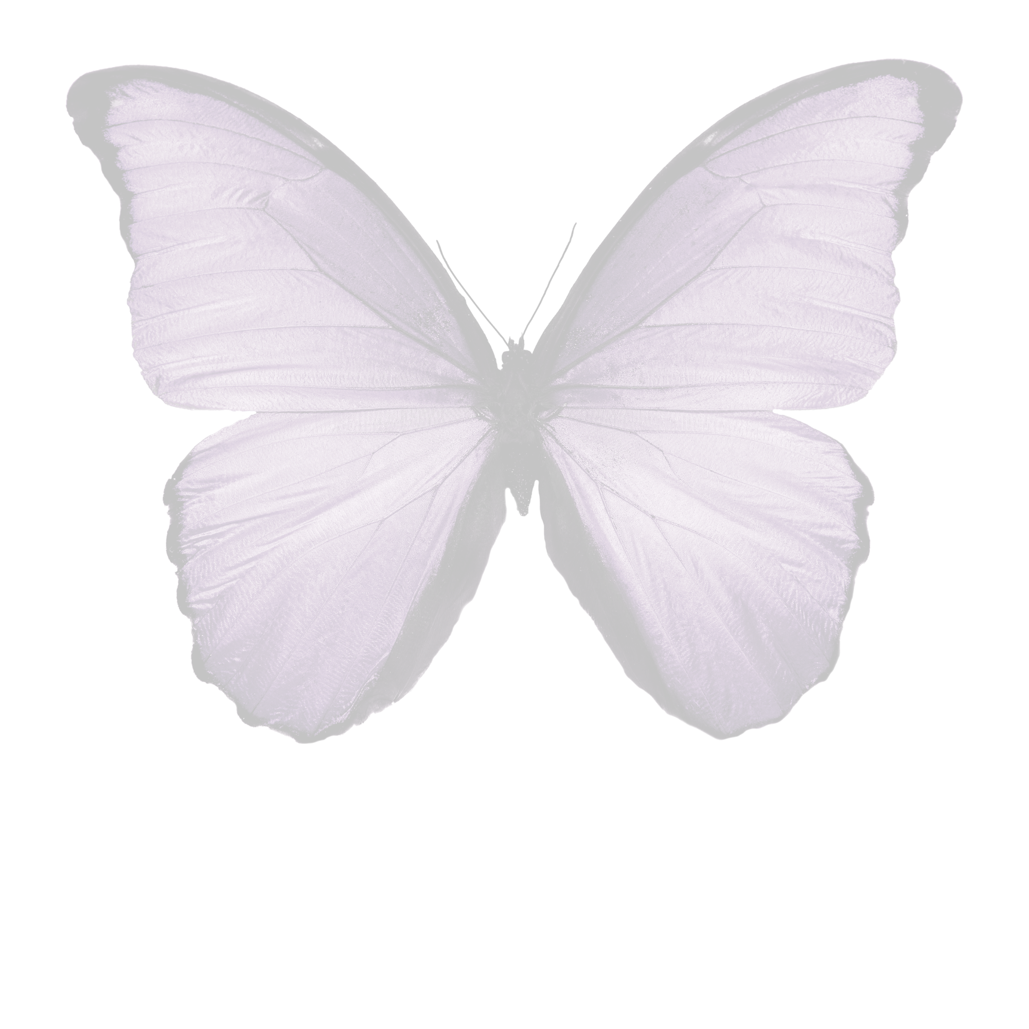 Purple butterfly with black edges