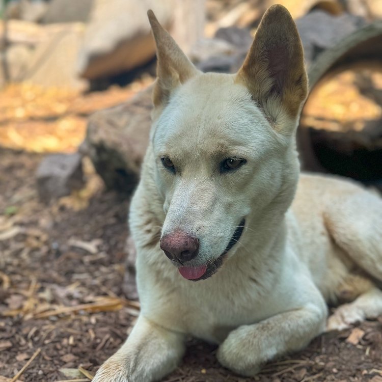 
Berry Springs: Territory Wildlife Park, NT
