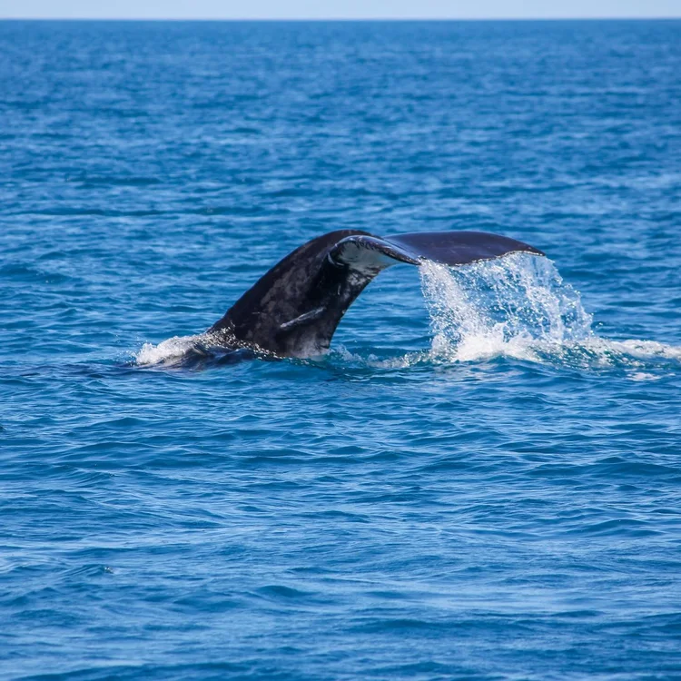 
Hervey Bay, QLD
